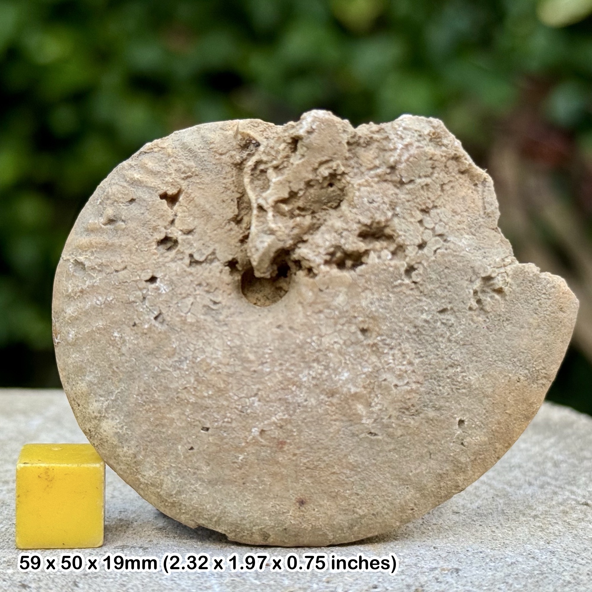 Tissotia tissoti Fossil Ammonite Santonian Cretaceous from Abu Roush Egypt with COA