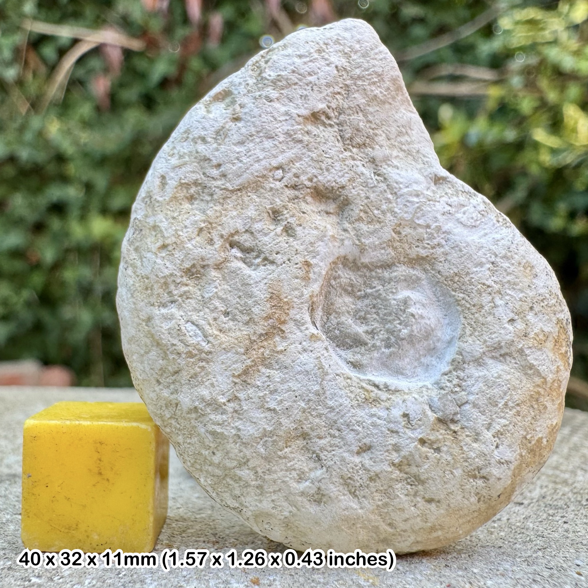Rare Pachydiscus jacquoti Fossil Ammonite Maastrichtian Cretaceous S Limburg Netherlands COA