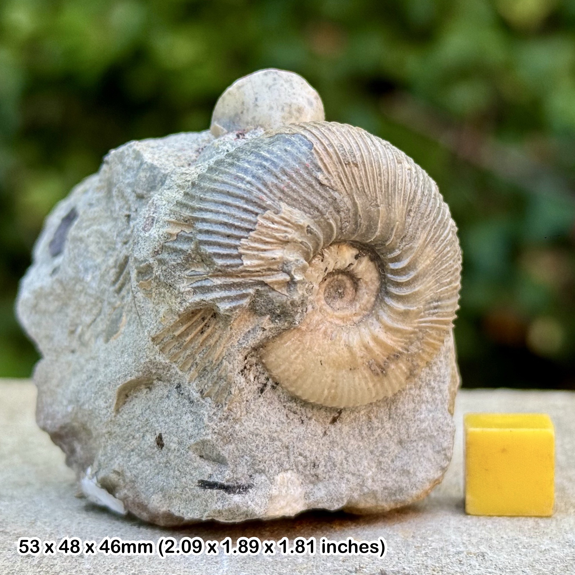 Rare Kepplerites tricophorus Ammonite Fossil Lower Callovian Jurassic Cirencester UK