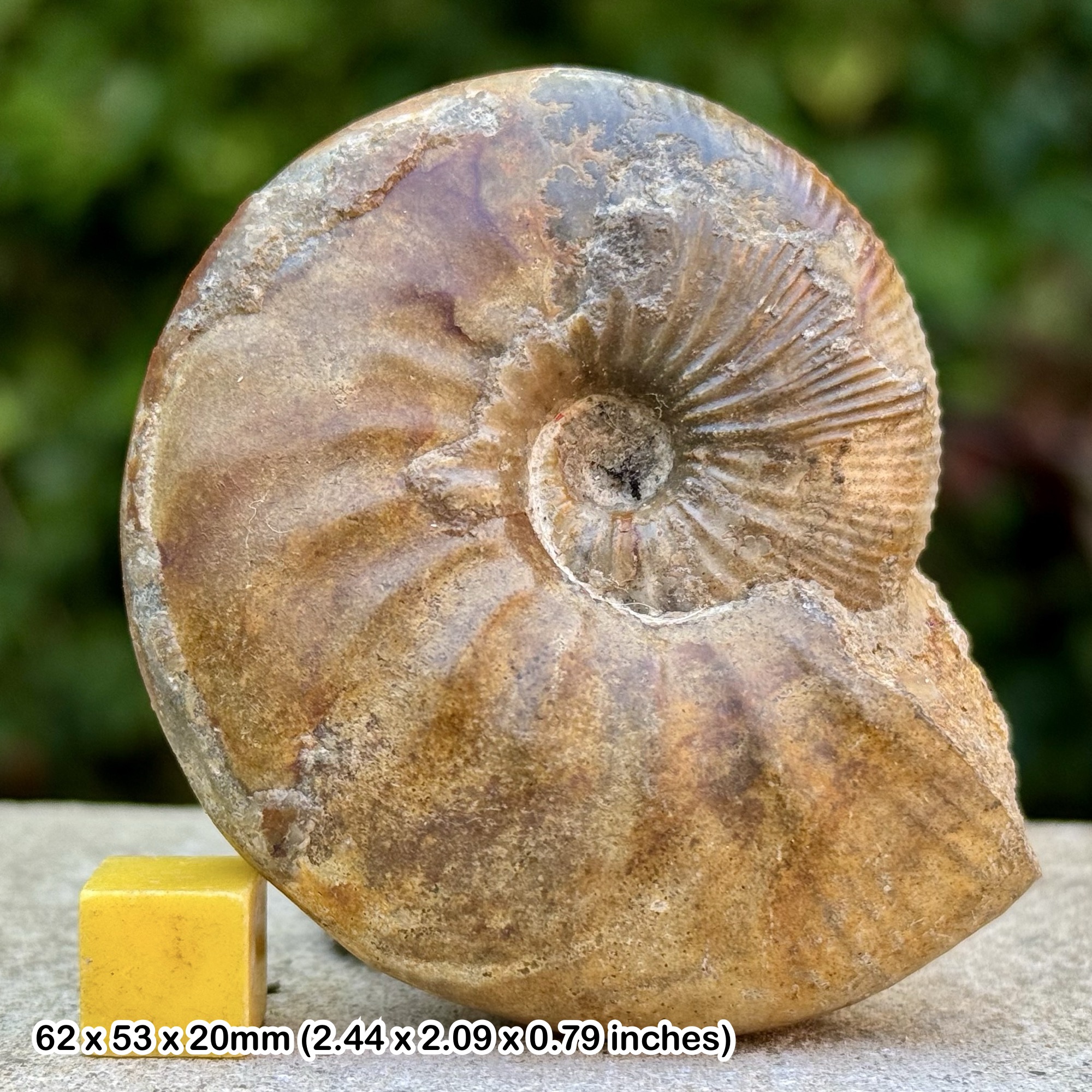 Rare Catasigaloceras planicerclus Ammonite Fossil Kellaways Rock Jurassic Humberside UK