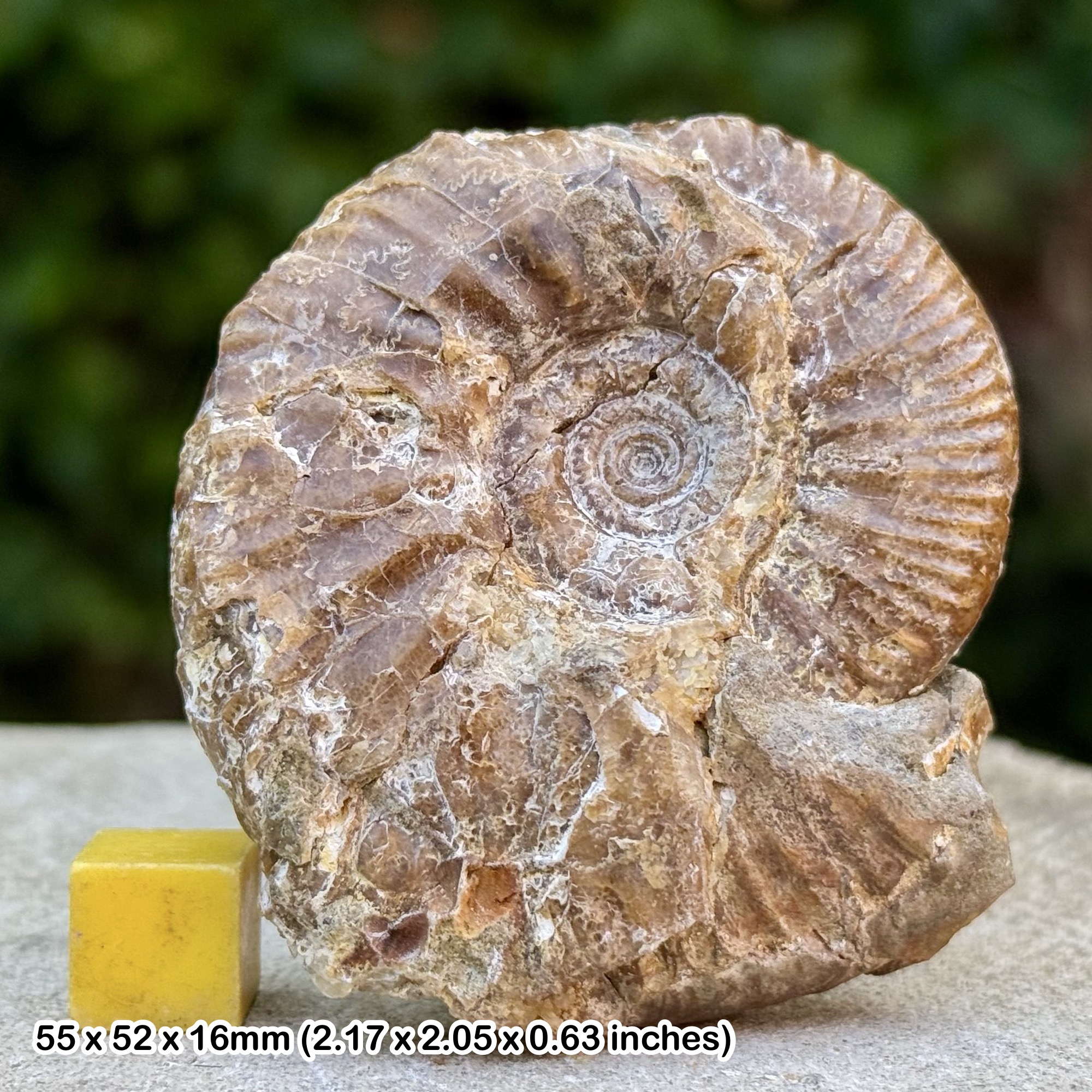 Rare Kellawaysites multicostata Ammonite Fossil Jurassic Oxfordshire UK Genuine COA