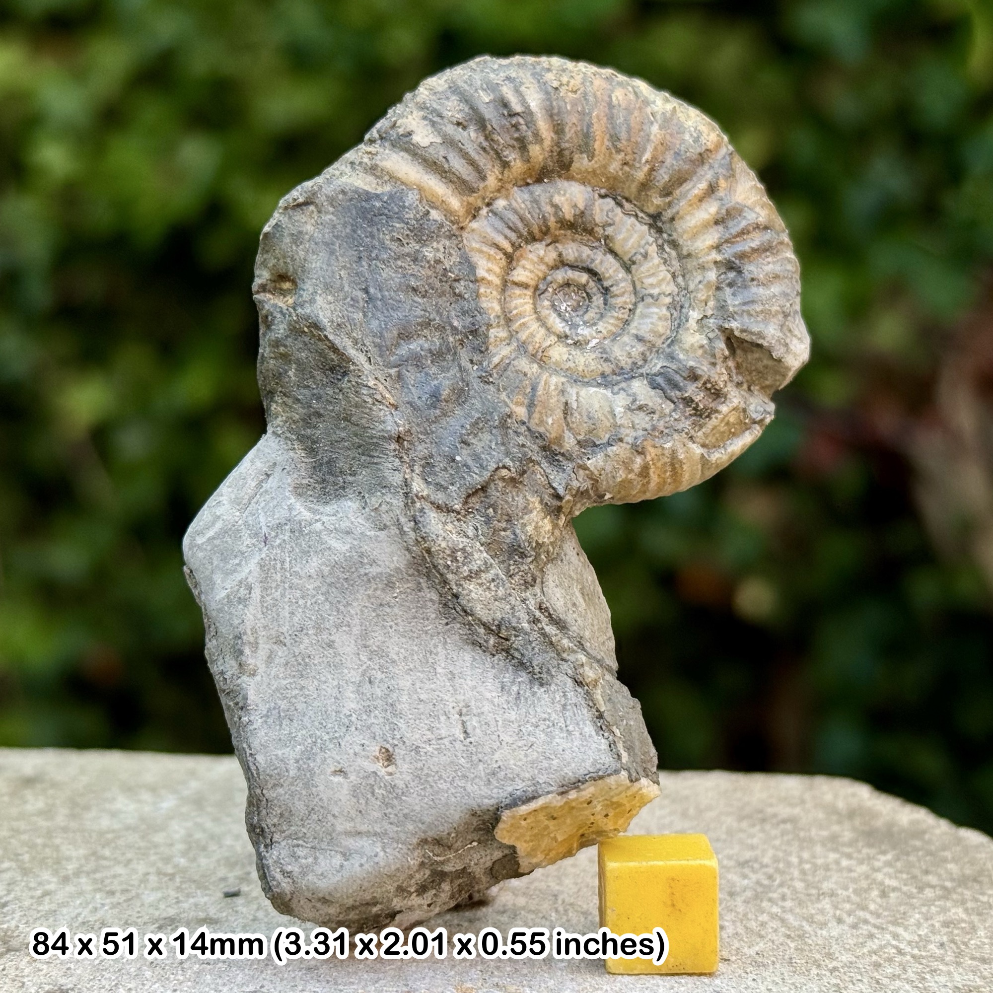 Rare Reineckites duplex Ammonite Fossil Jurassic Dorset UK Genuine Authentic COA