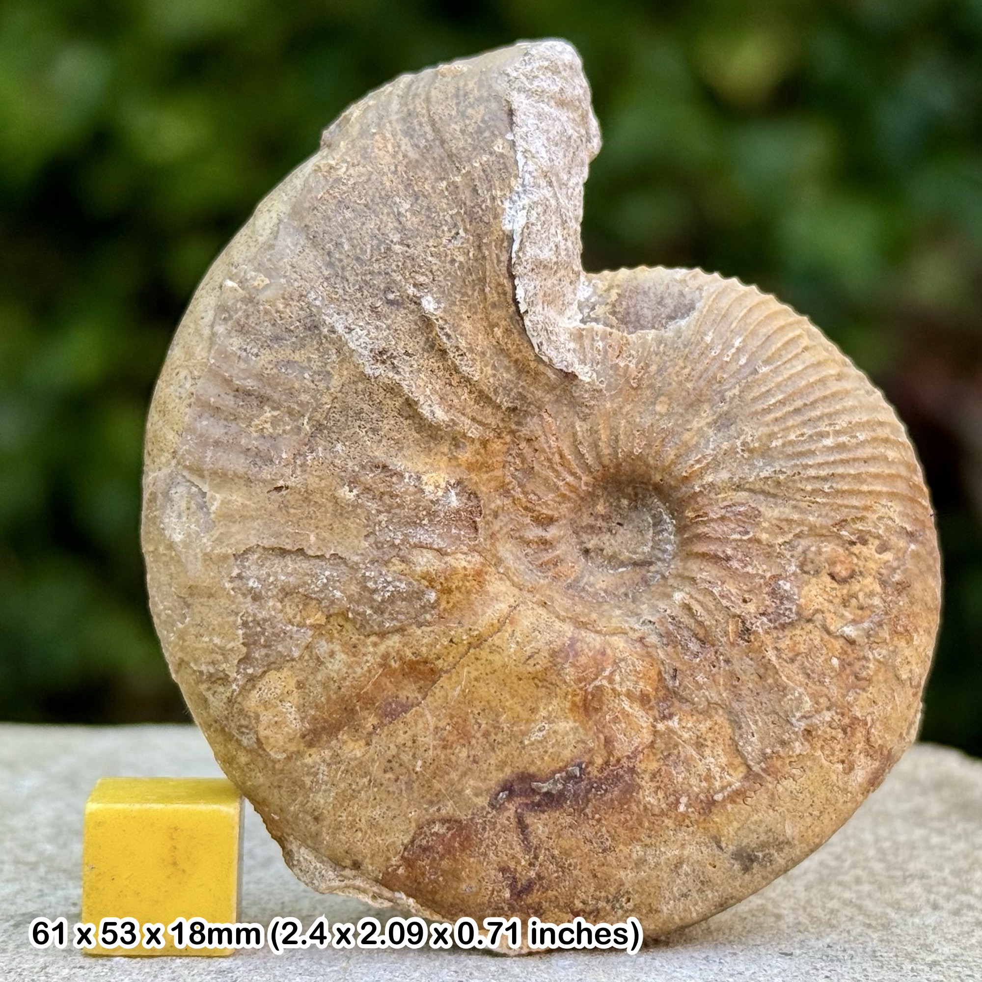 Rare Sigaloceras planicircuit Ammonite Fossil Jurassic South Cave Humberside UK COA