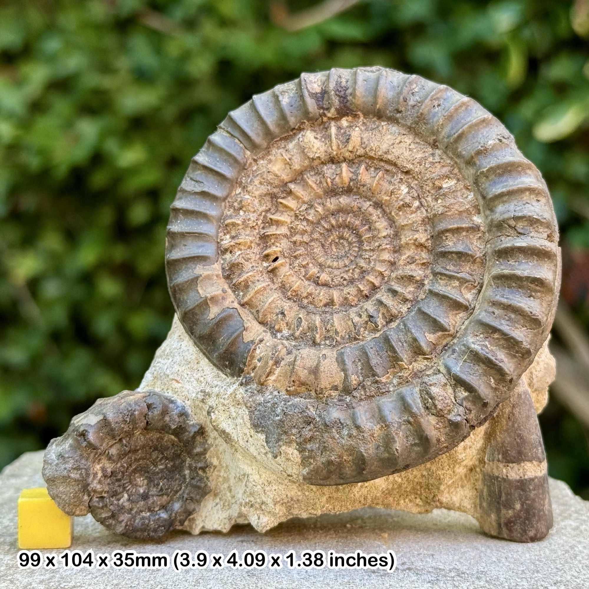 Rare Metophioceras conybeari Ammonite Fossil Jurassic Radstock UK Genuine Authentic COA