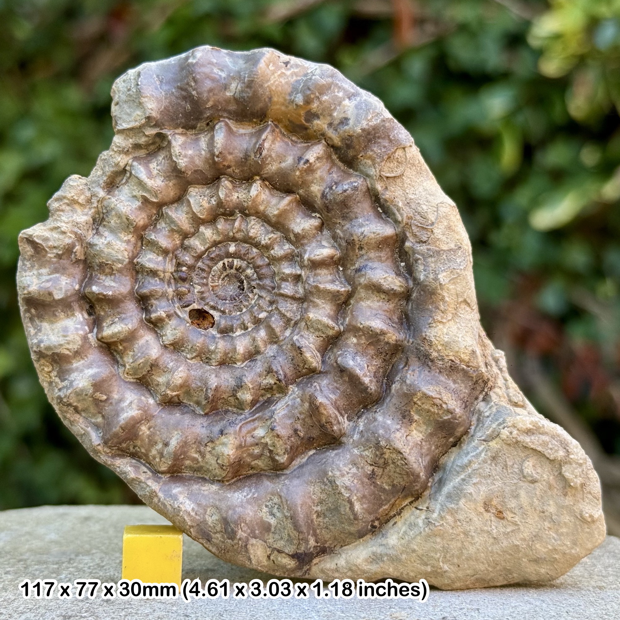 Rare Echioceras raricostatum Ammonite Fossil Jurassic Radstock UK Genuine Authentic COA