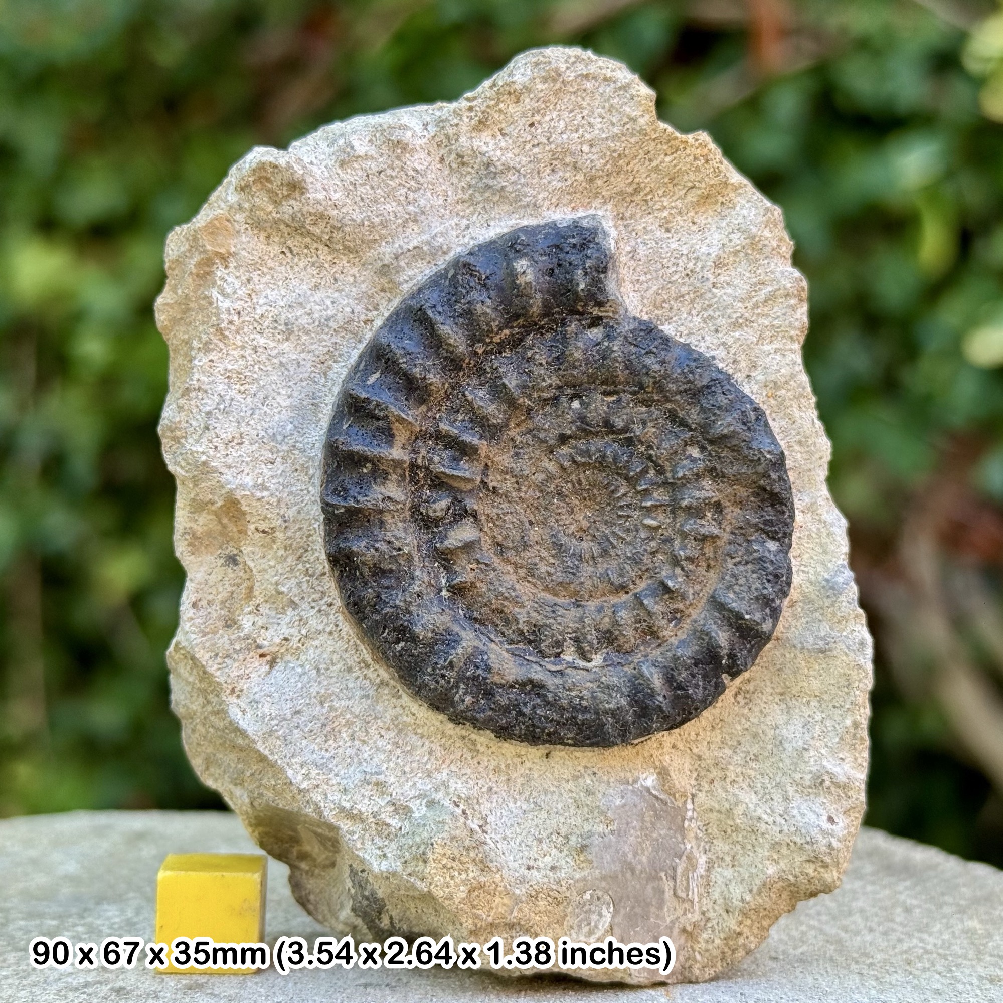 Rare Paltechioceras auriolum Ammonite Fossil Jurassic Radstock UK Genuine Authentic COA