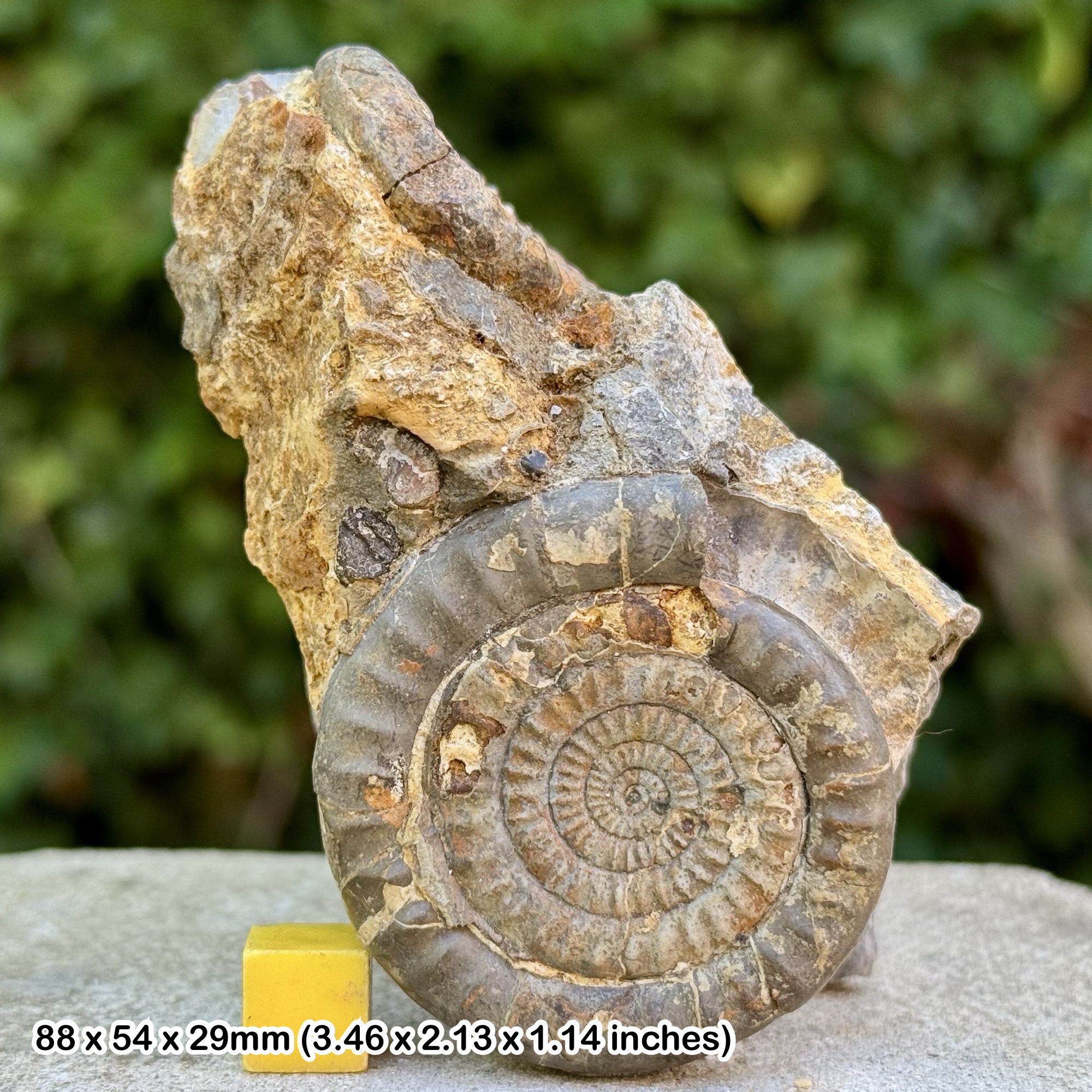 Rare Leptechioceras subplicatum Ammonite Fossil Jurassic Radstock UK Genuine Authentic COA