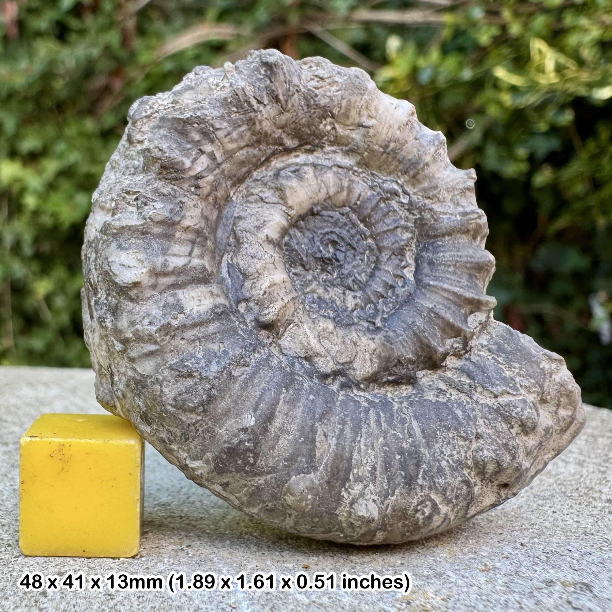 Rare Apoderoceras ferox Ammonite Fossil Jurassic Scunthorpe UK Genuine Authentic COA