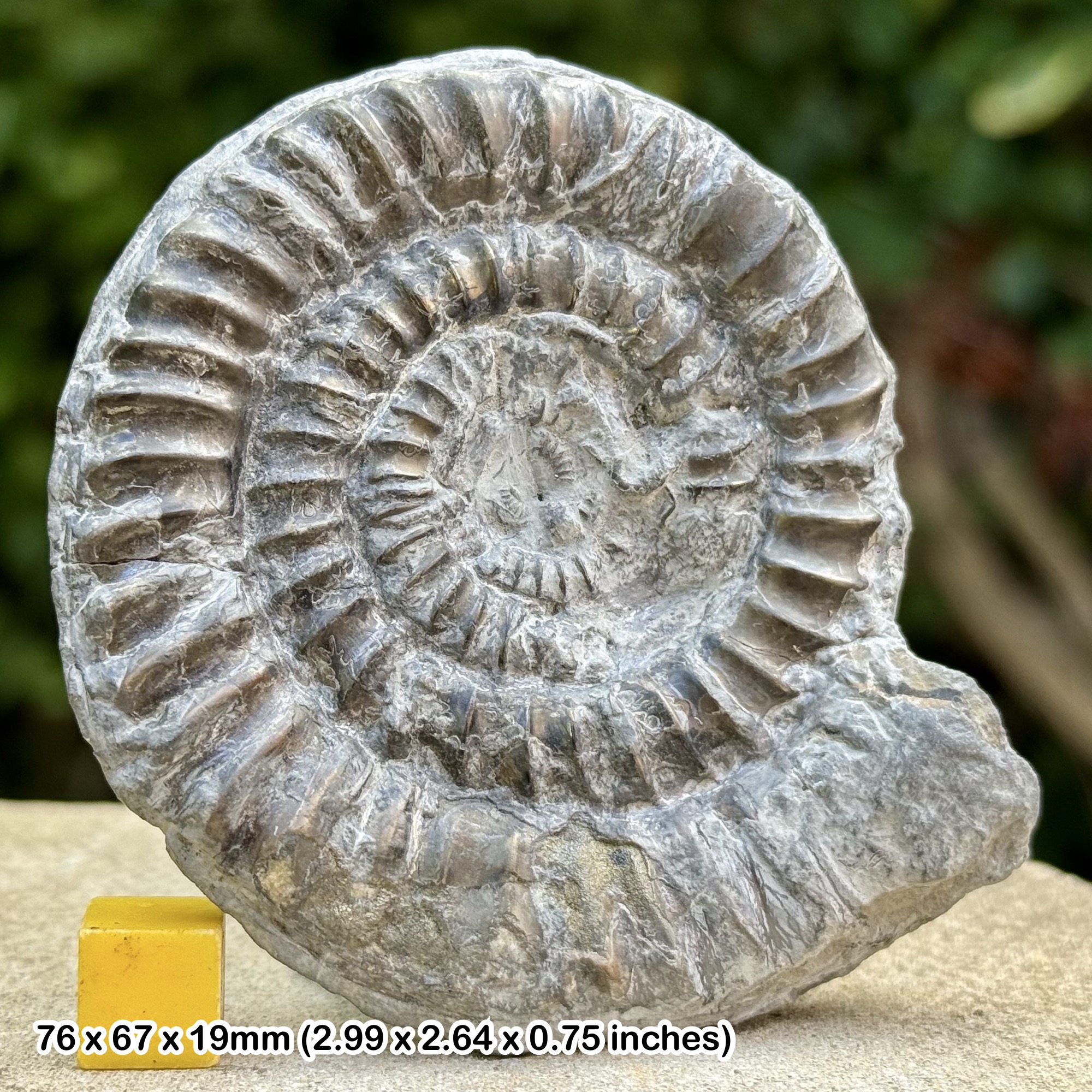 Rare Paltechioceras ebriolum Ammonite Fossil Jurassic Lyme Bay Dorset UK Genuine Authentic COA
