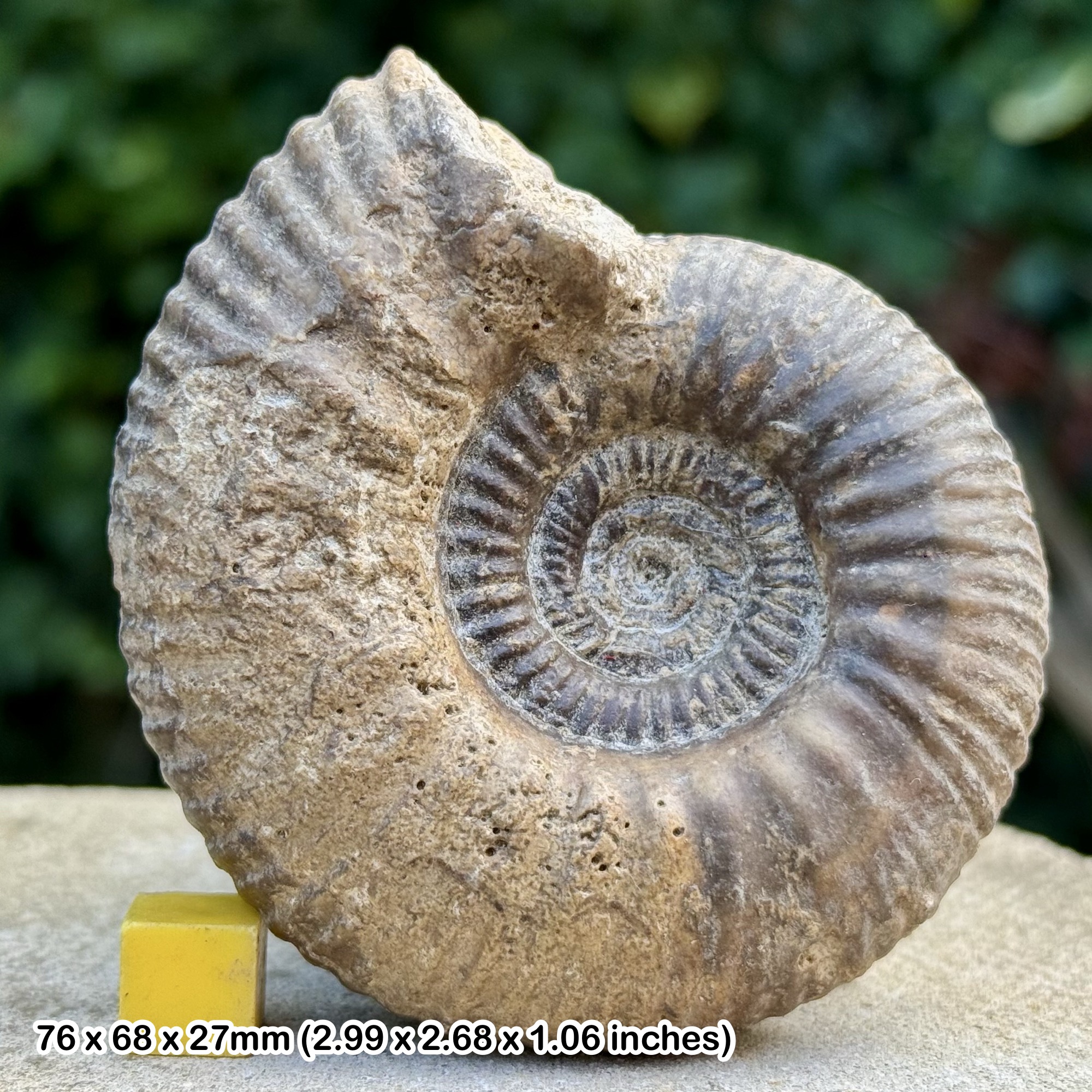 Erymnoceras leuthardi Ammonite Fossil Jurassic Calvados France Genuine Authentic COA