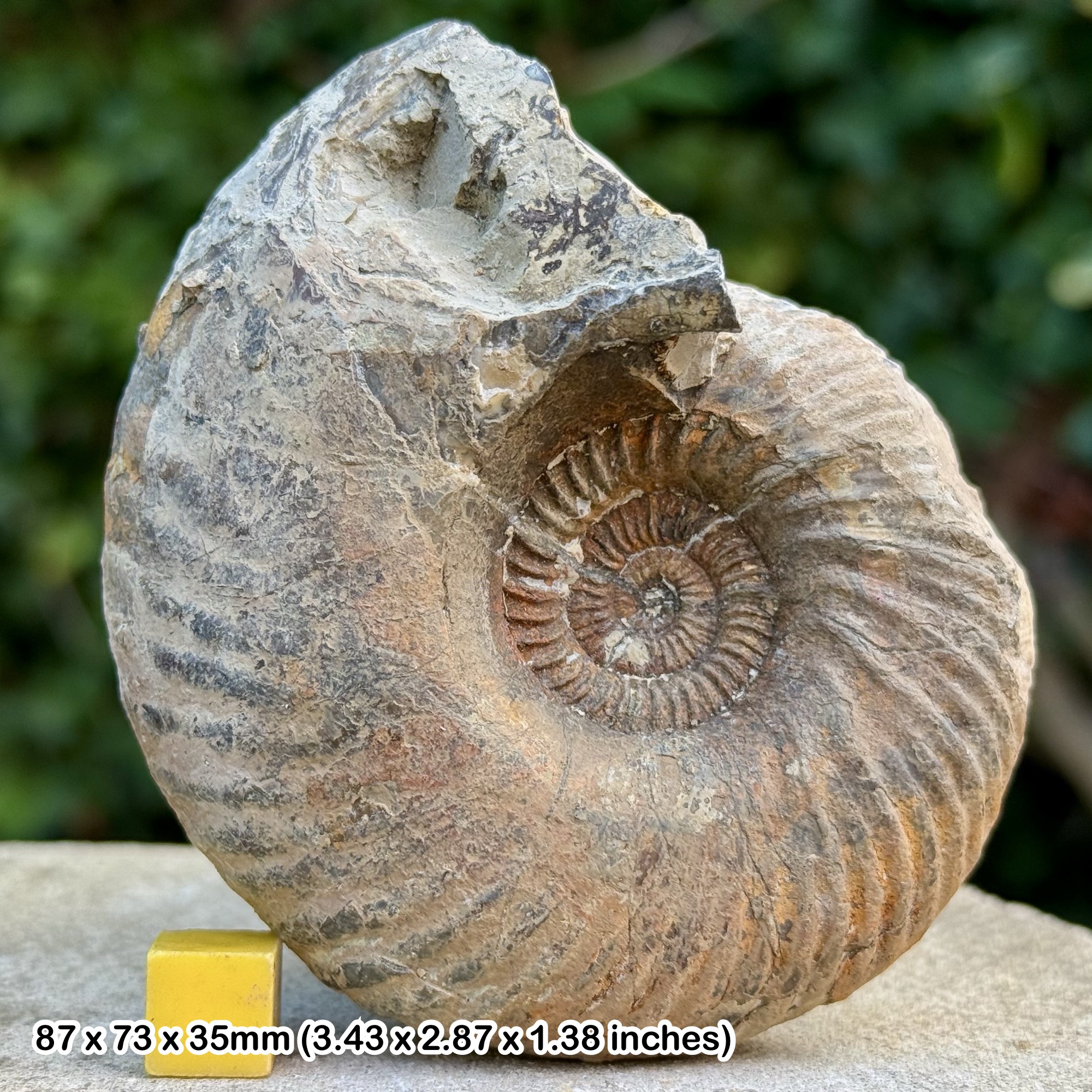 Prorsiceras gregarium Ammonite Fossil Jurassic Oxfordshire UK Genuine Authentic COA