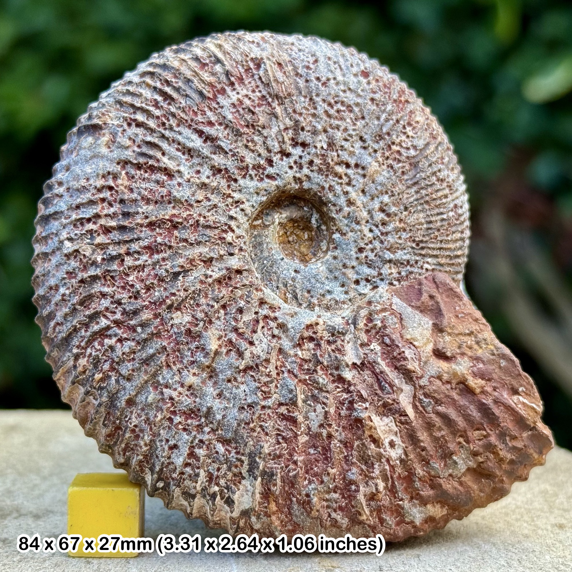 Subkossmatia opis Ammonite Fossil Jurassic Madagascar Genuine Authentic COA