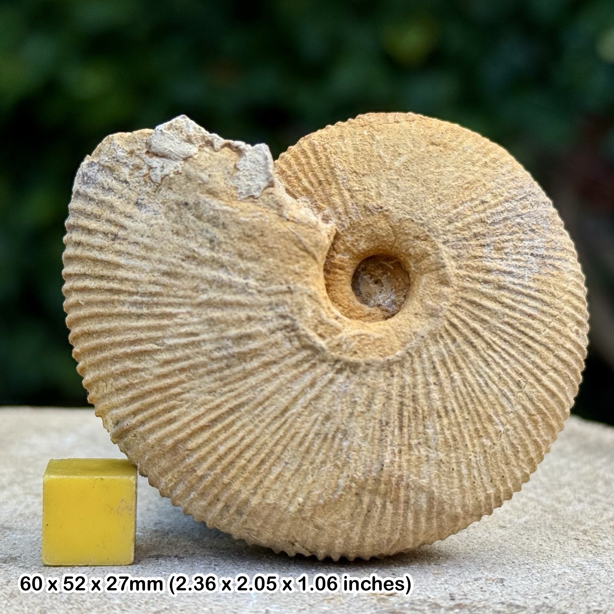 Macrocephalites compressus Ammonite Fossil Jurassic Lochen Germany Genuine Authentic COA