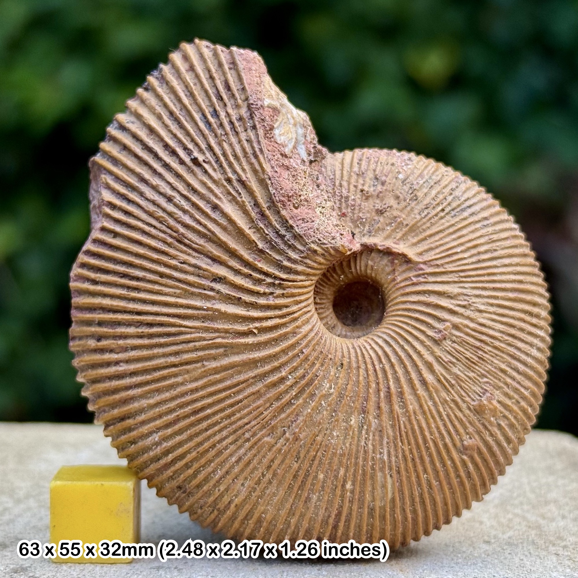Macrocephalites macrocephalus Ammonite Fossil Jurassic Madagascar Genuine Authentic COA