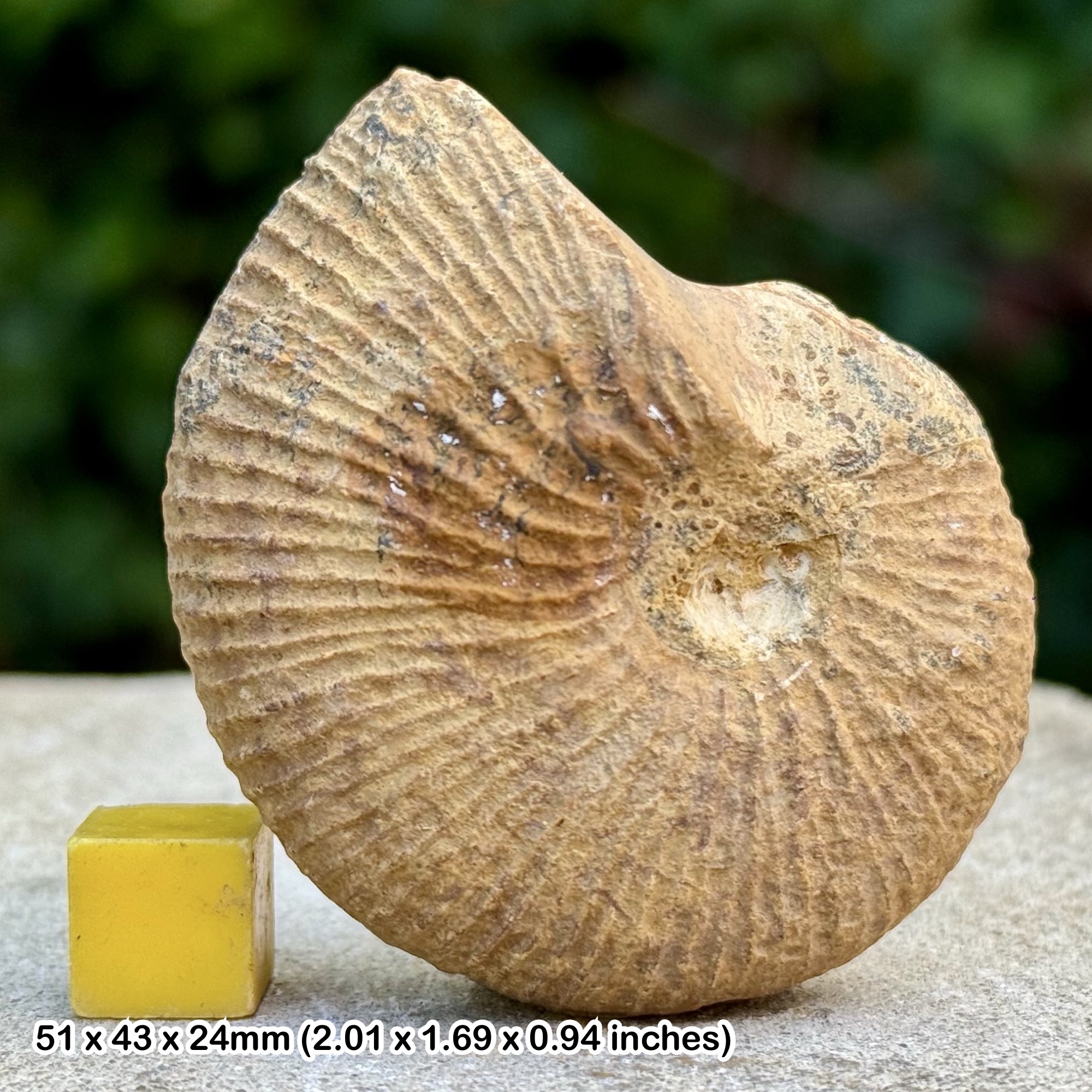 Macrocephalites typicus Ammonite Fossil Jurassic Madagascar Genuine Authentic COA
