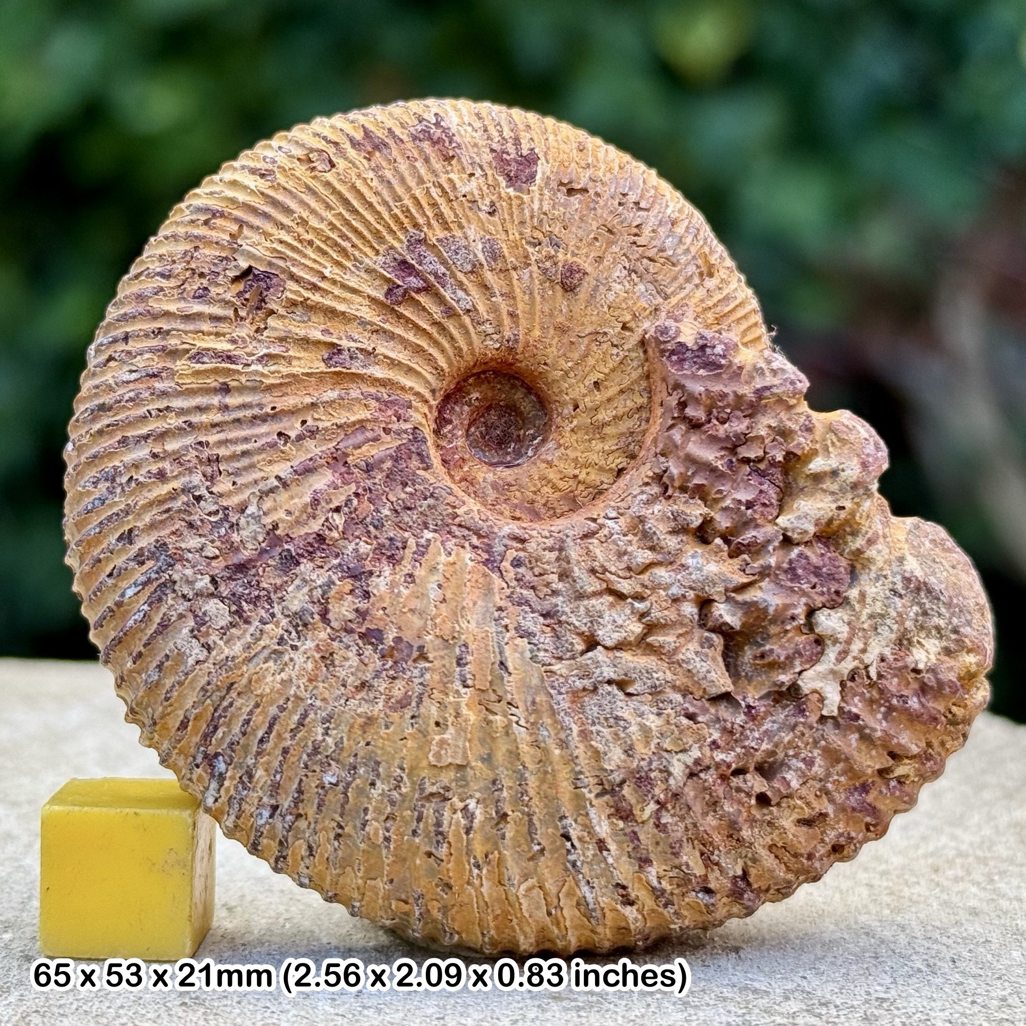 Epimayaites falcoides Ammonite Fossil Jurassic Madagascar Genuine Authentic COA