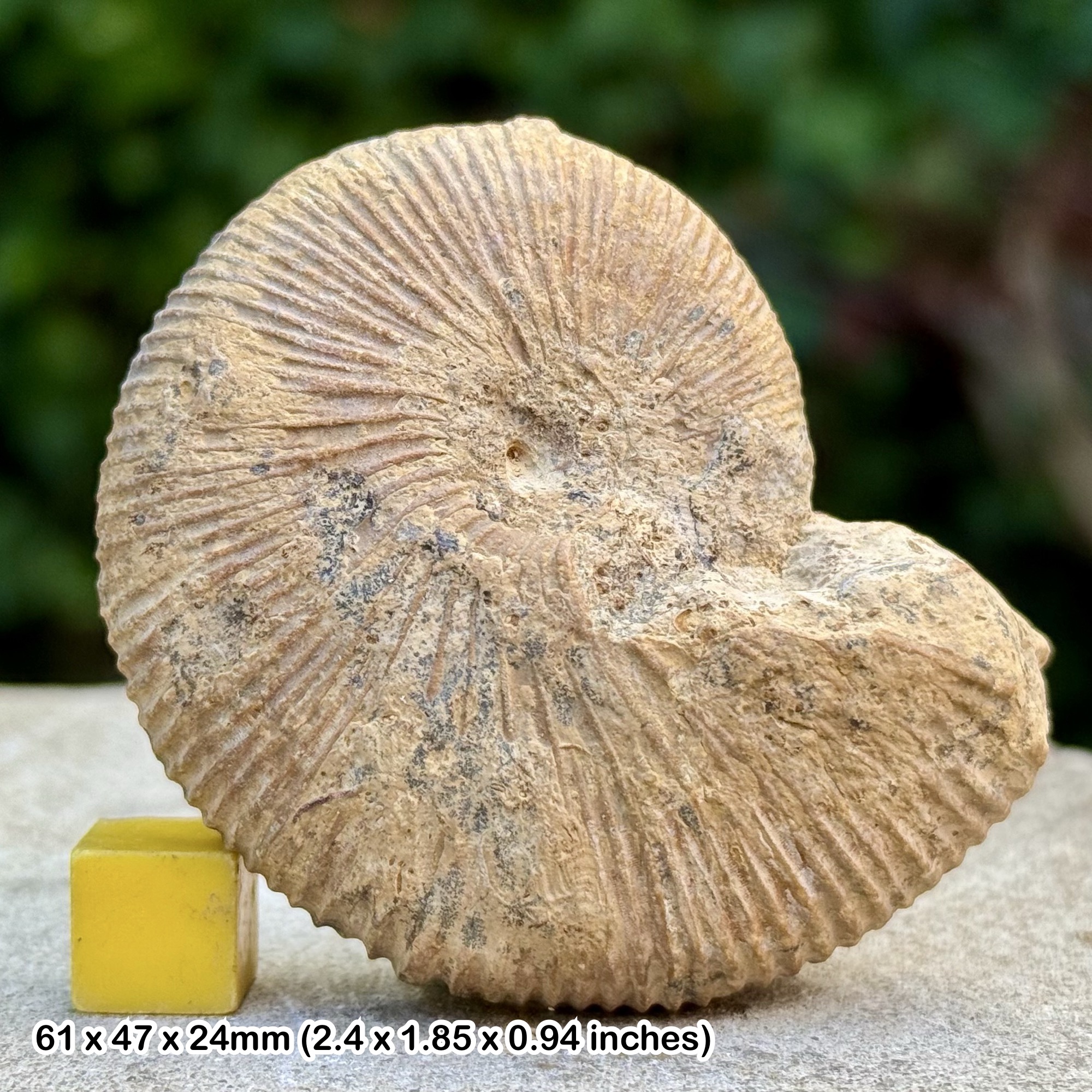 Epimayaites transiens Ammonite Fossil Jurassic Madagascar Genuine Authentic COA