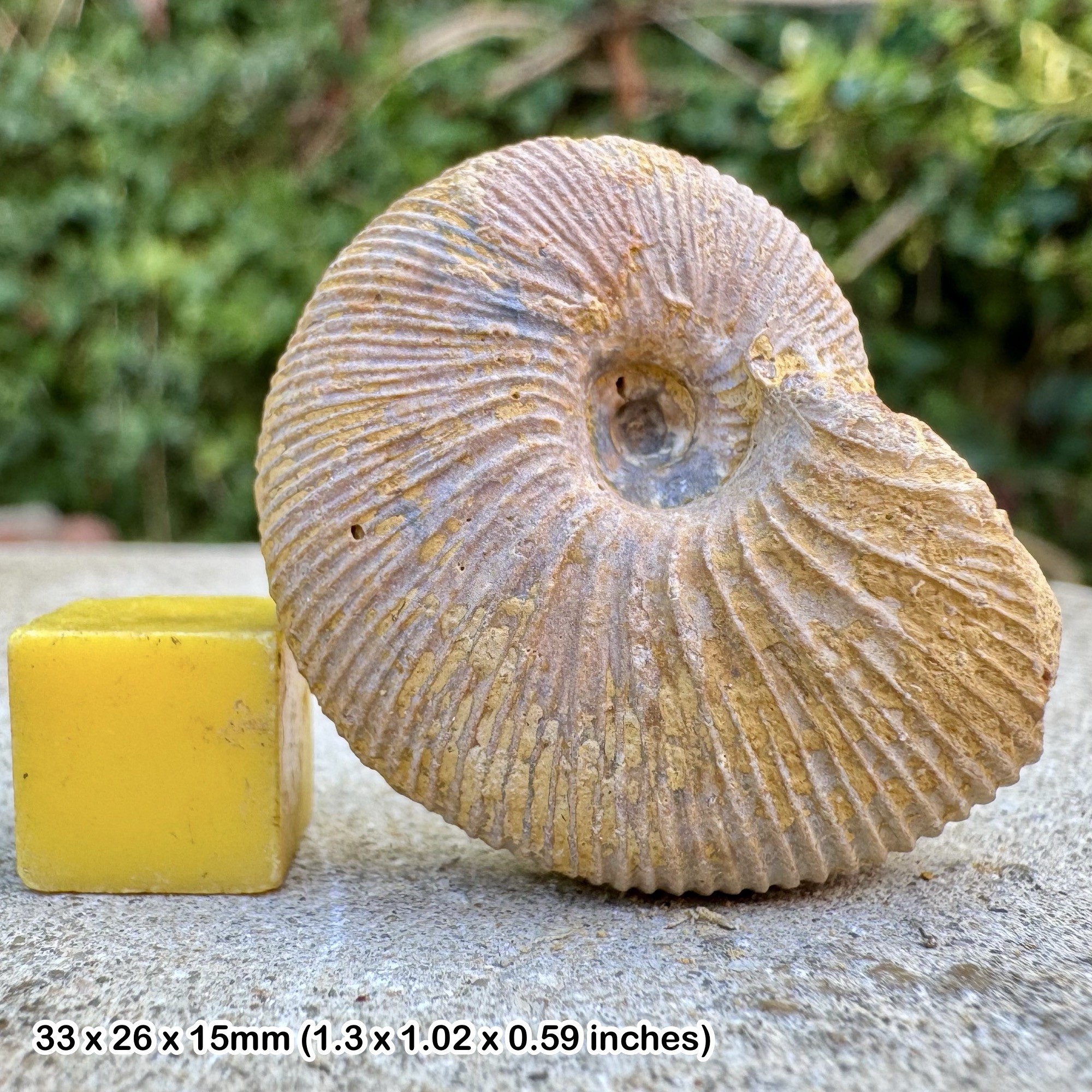Epimayaites transiens Ammonite Fossil Jurassic Madagascar Genuine Authentic COA