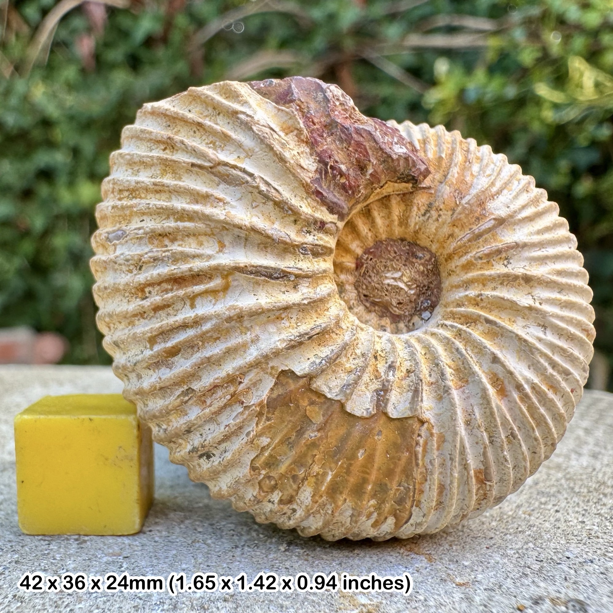 Pleurocephalites lophopleurus Ammonite Fossil Jurassic Tulear Madagascar Genuine Authentic COA