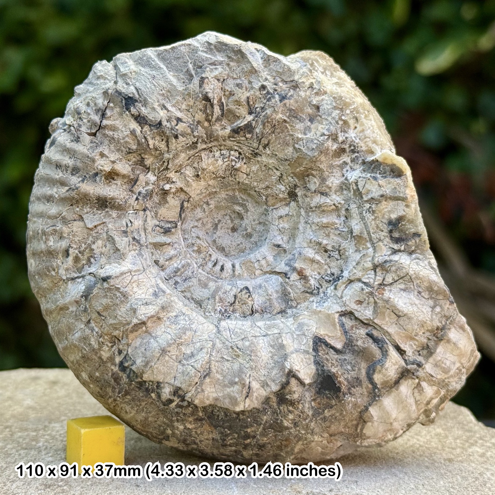 Homeoplanulites cardoti Ammonite Fossil Jurassic Oxfordshire UK Genuine Authentic COA