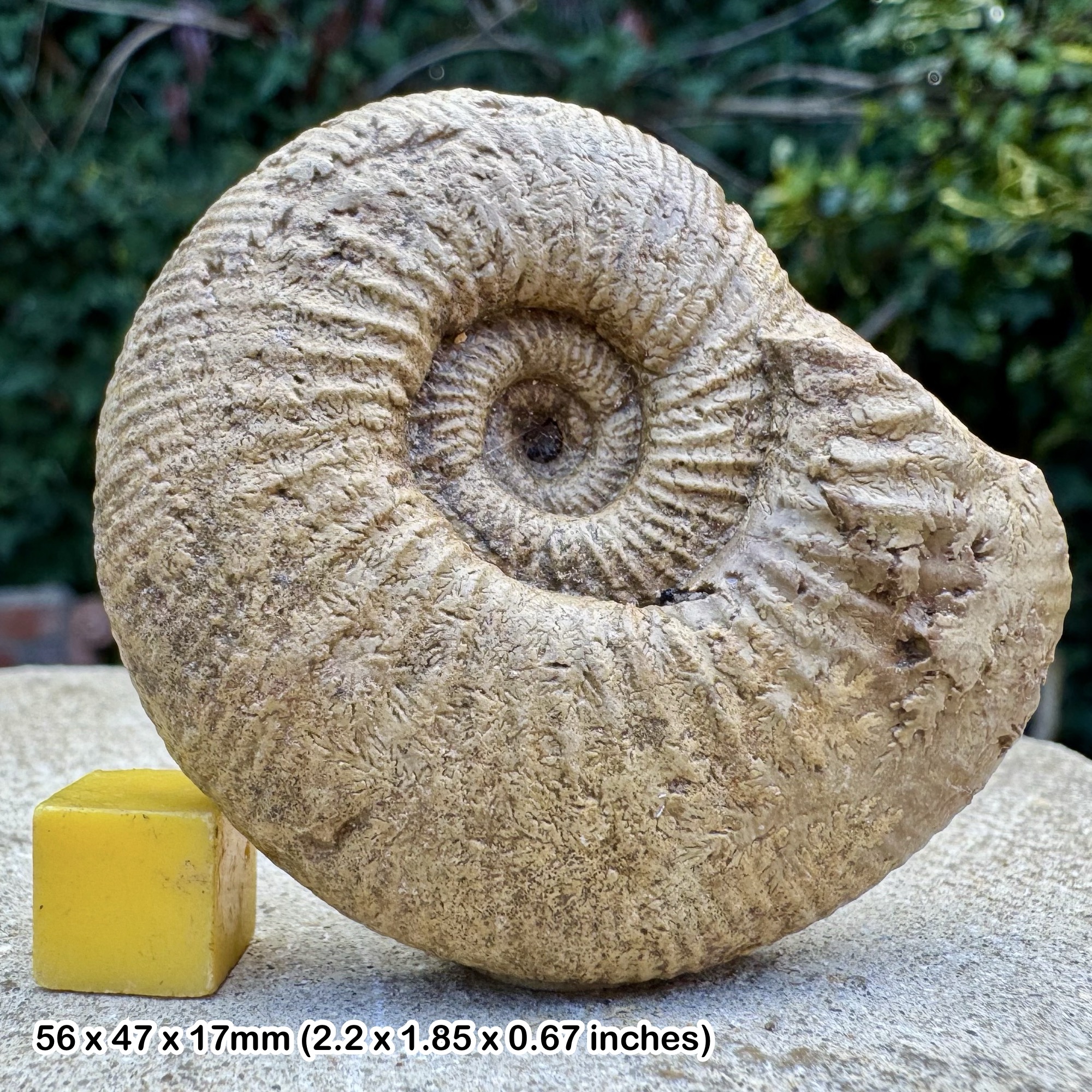 Larcheria larchi Ammonite Fossil Jurassic Poitiers Deux Sevres France Genuine COA