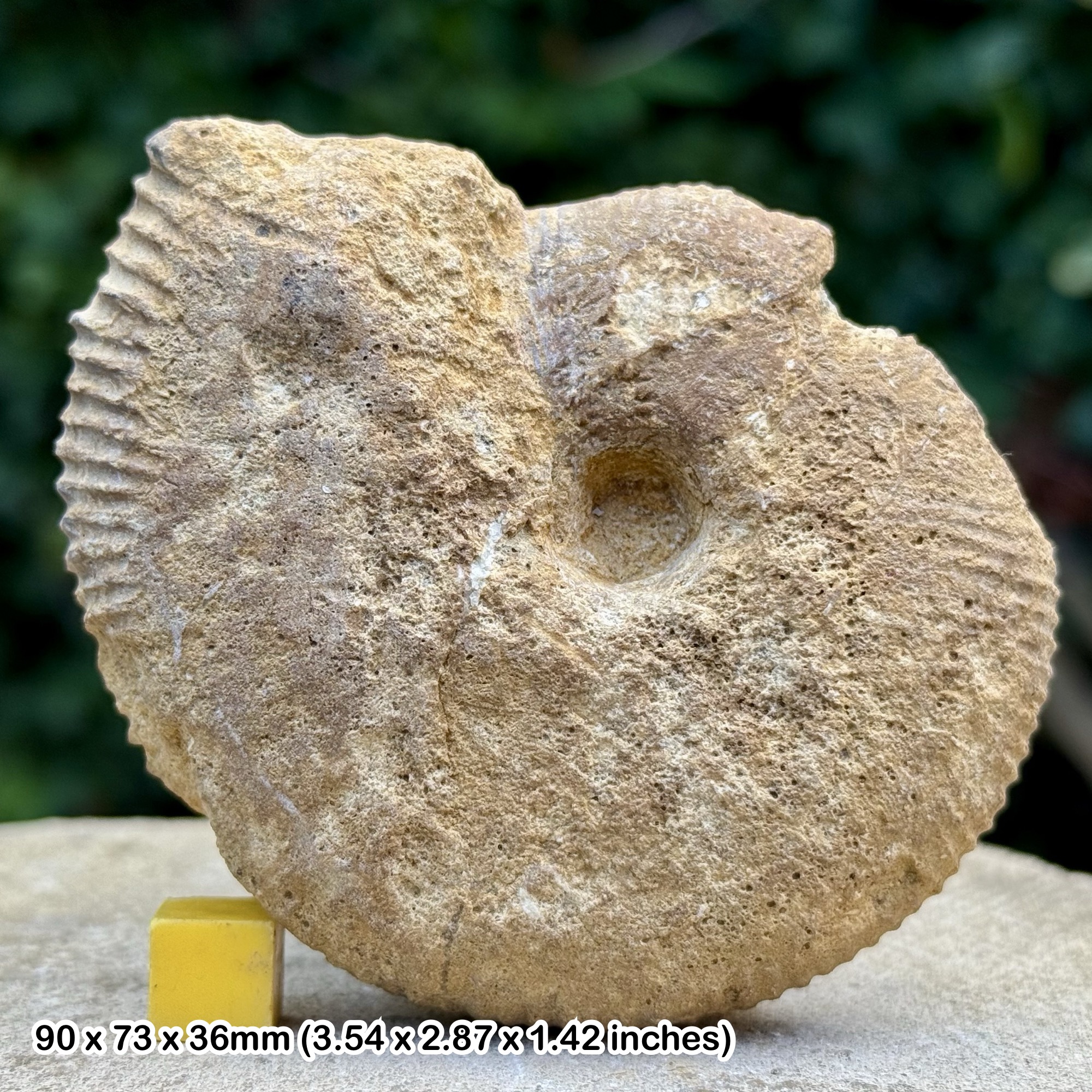 Morrisiceras sphaera Ammonite Fossil Jurassic Bourges France Genuine Authentic COA