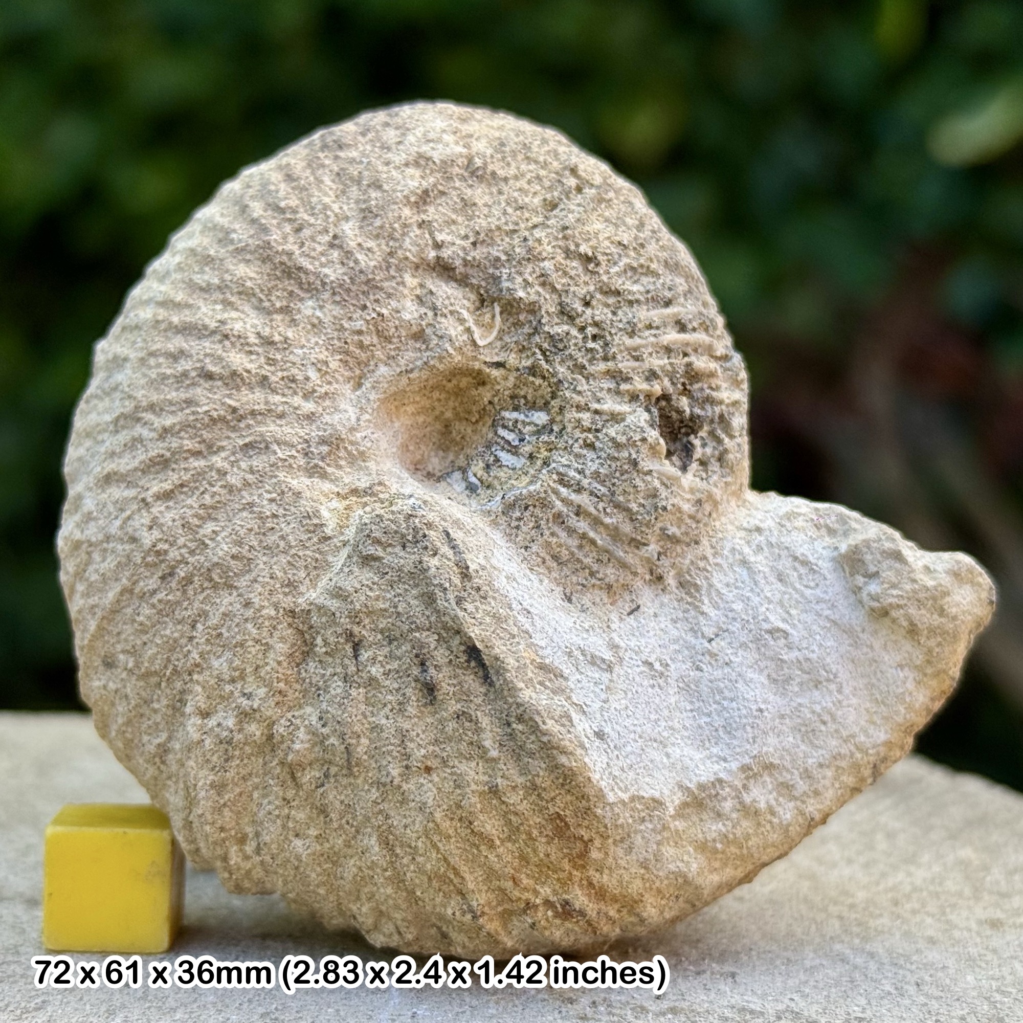 Macrocephalites macrocephalus Ammonite Fossil Jurassic Shorncote Quarry UK Genuine COA