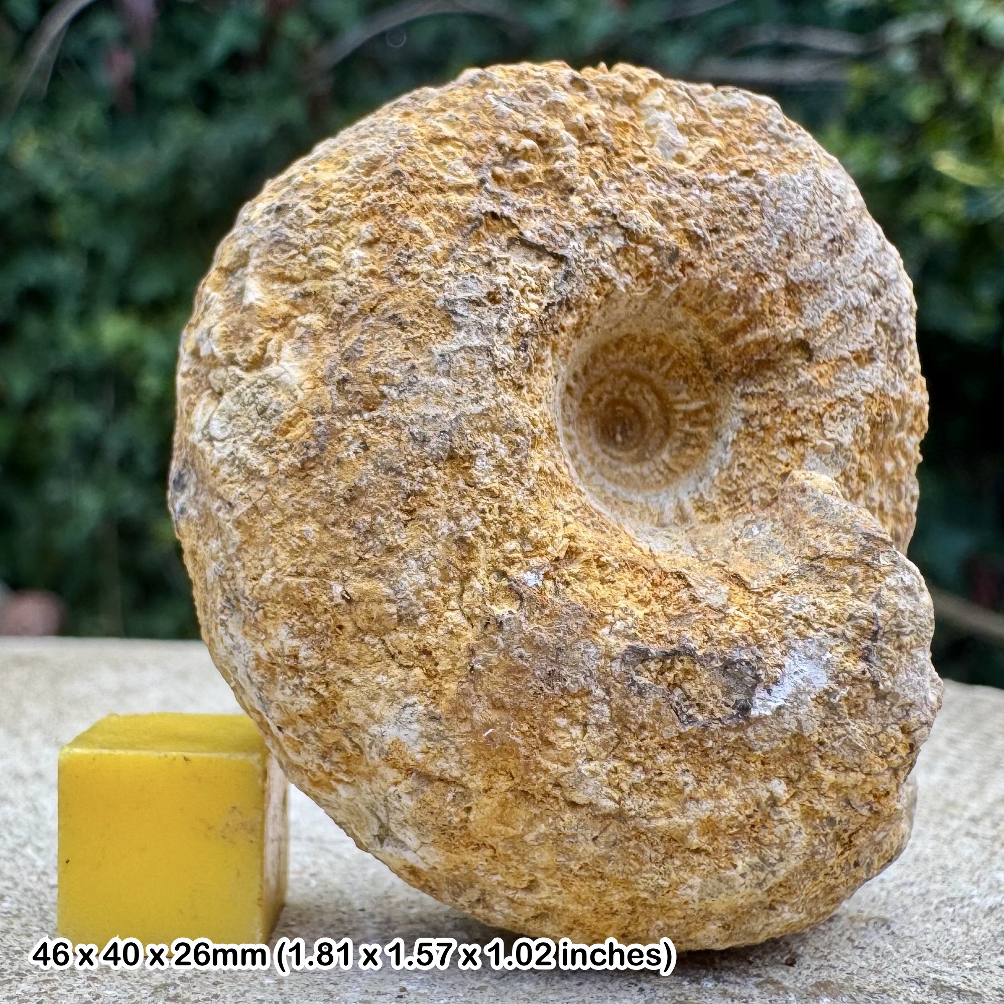 Cadoceras apertum Ammonite Fossil Jurassic Stanton Harcourt UK Genuine Authentic COA