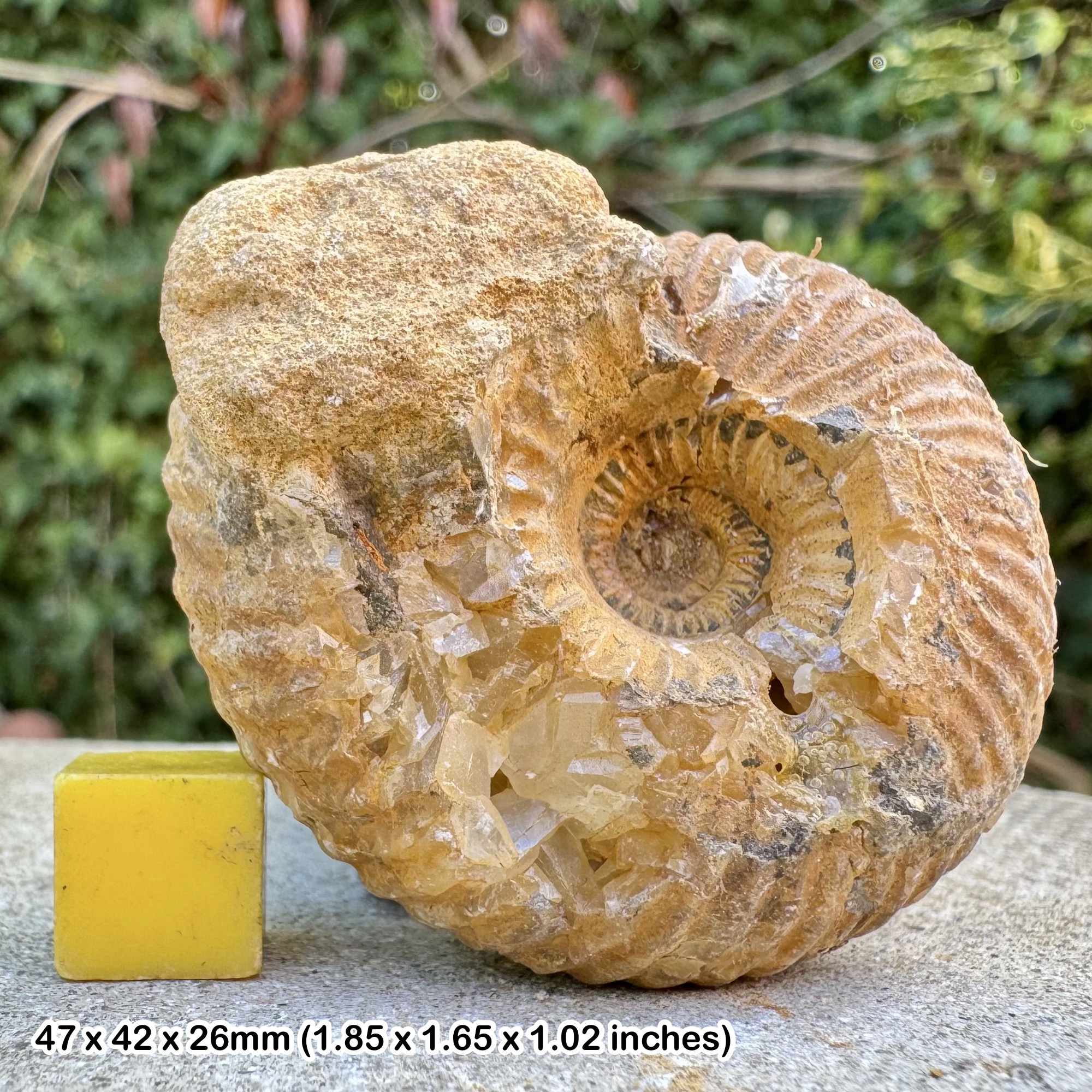 Macrocephalites Ammonite Fossil Jurassic Latton Wiltshire UK Genuine Authentic COA