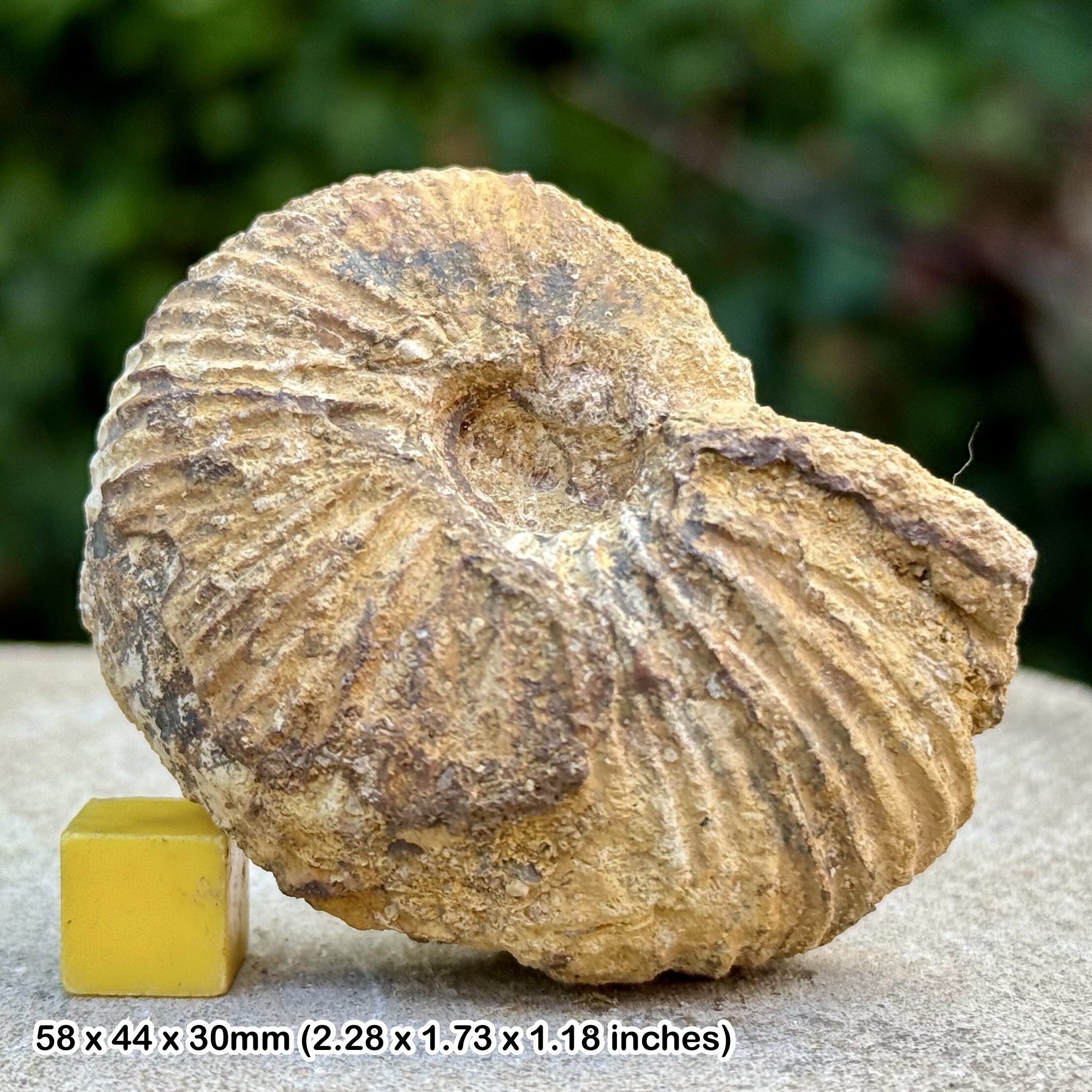 Macrocephalites Ammonite Fossil Jurassic Latton Wiltshire UK Genuine Authentic COA