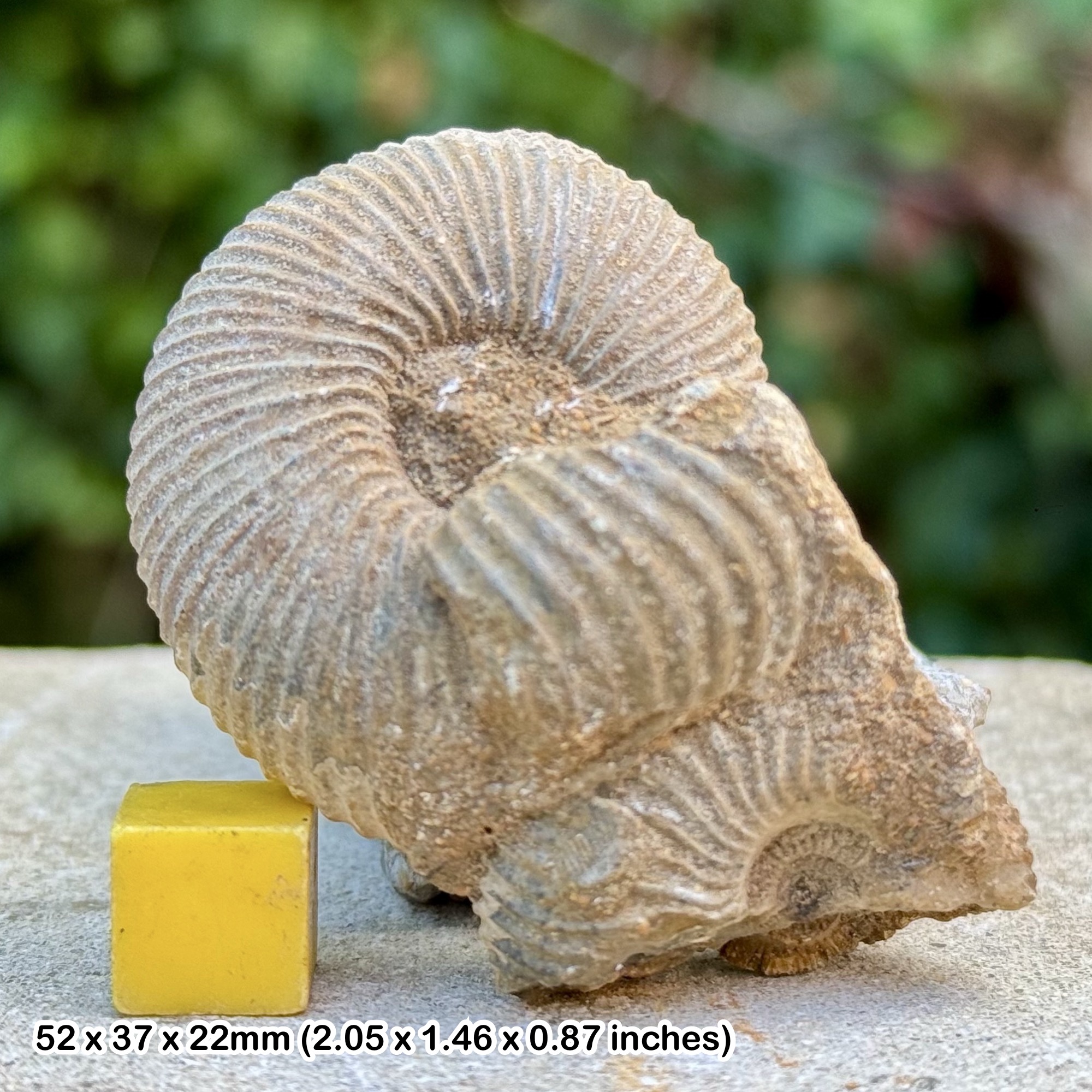 Sigaloceras calloviense Ammonite Fossil Jurassic Yorkshire UK Genuine Authentic COA