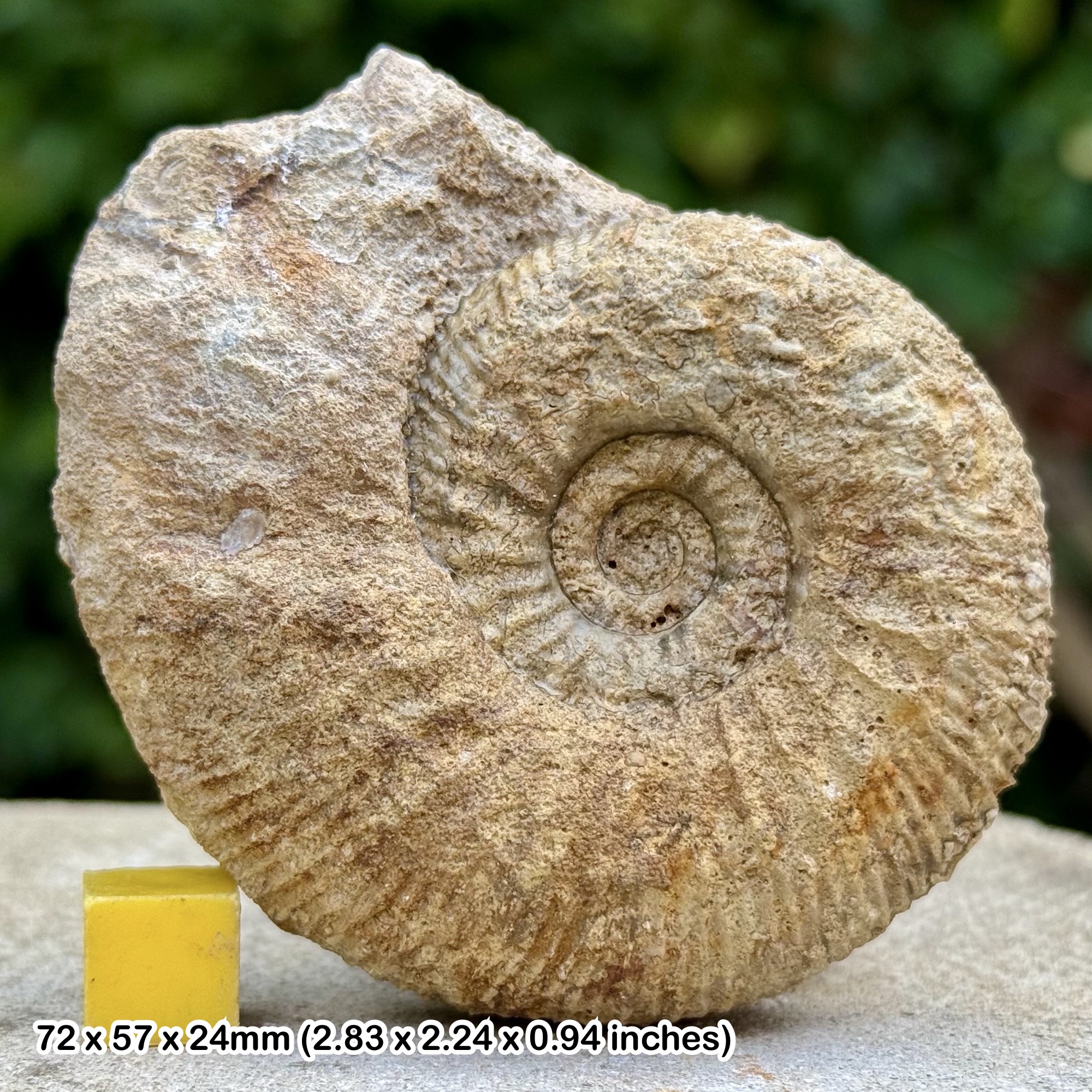 Orthogarantiana Ammonite Fossil Jurassic Bajocian Dorset UK Genuine Authentic Certificate COA