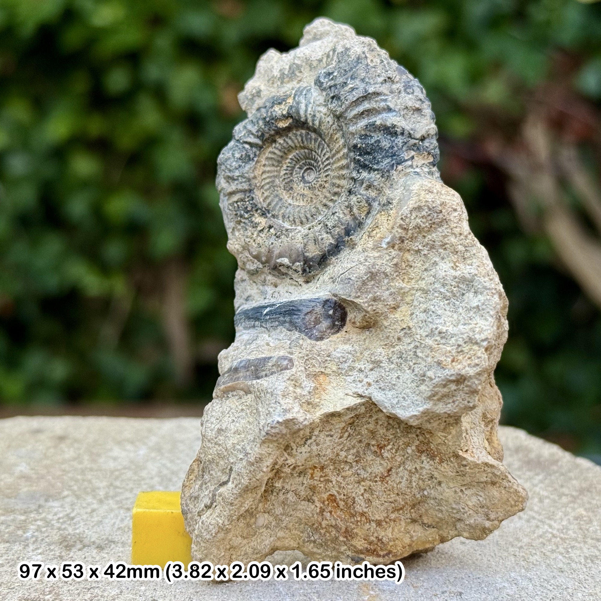 Strenoceras garentiana Ammonite Fossil Jurassic Bajocian Dorset UK Genuine Authentic COA