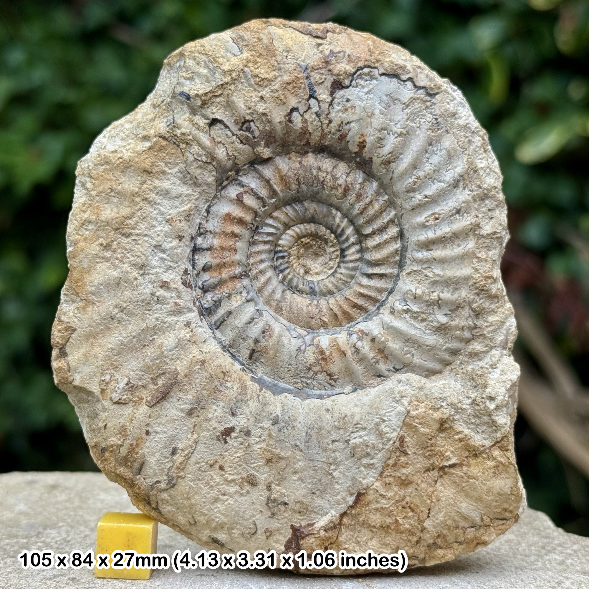 Parkinsonia gonolkites convergens Ammonite Fossil Jurassic Bajocian Dorset UK Authentic COA