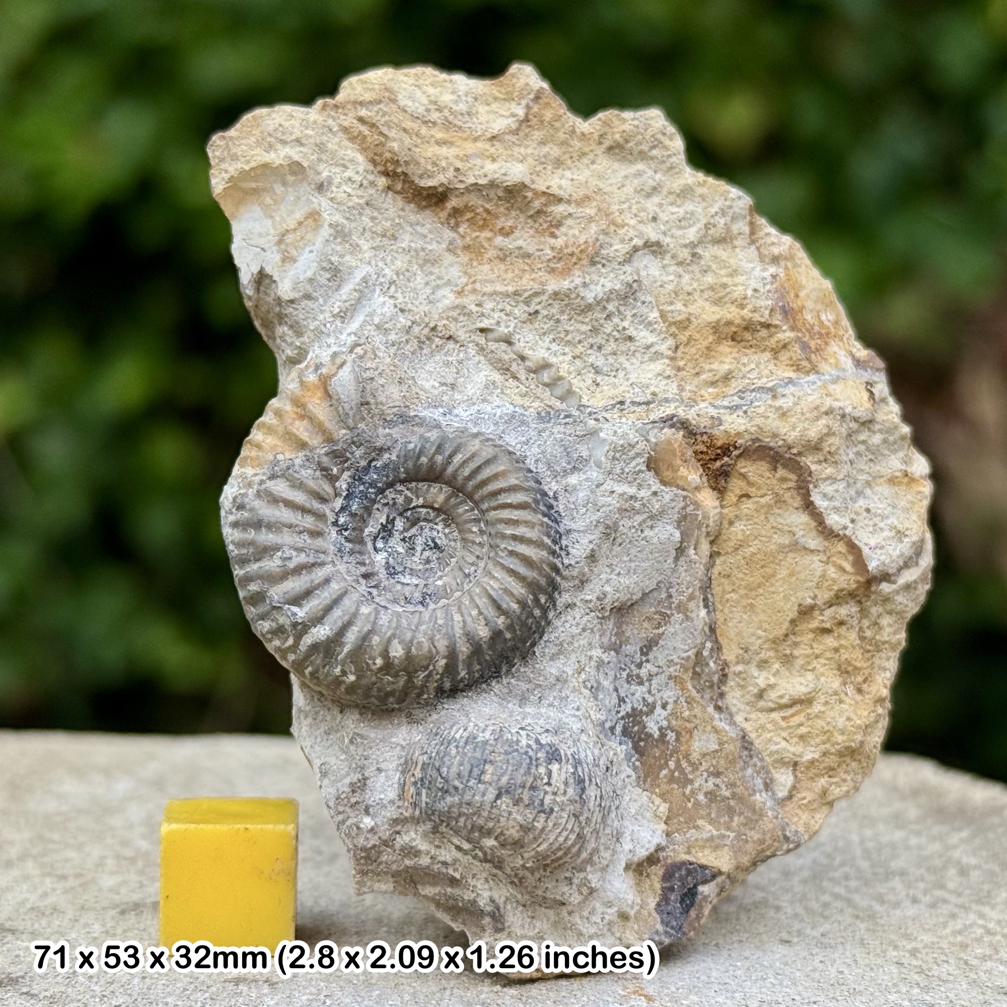 Hemigarantia julii Ammonite Fossil Jurassic Bajocian Dorset UK Genuine Authentic COA