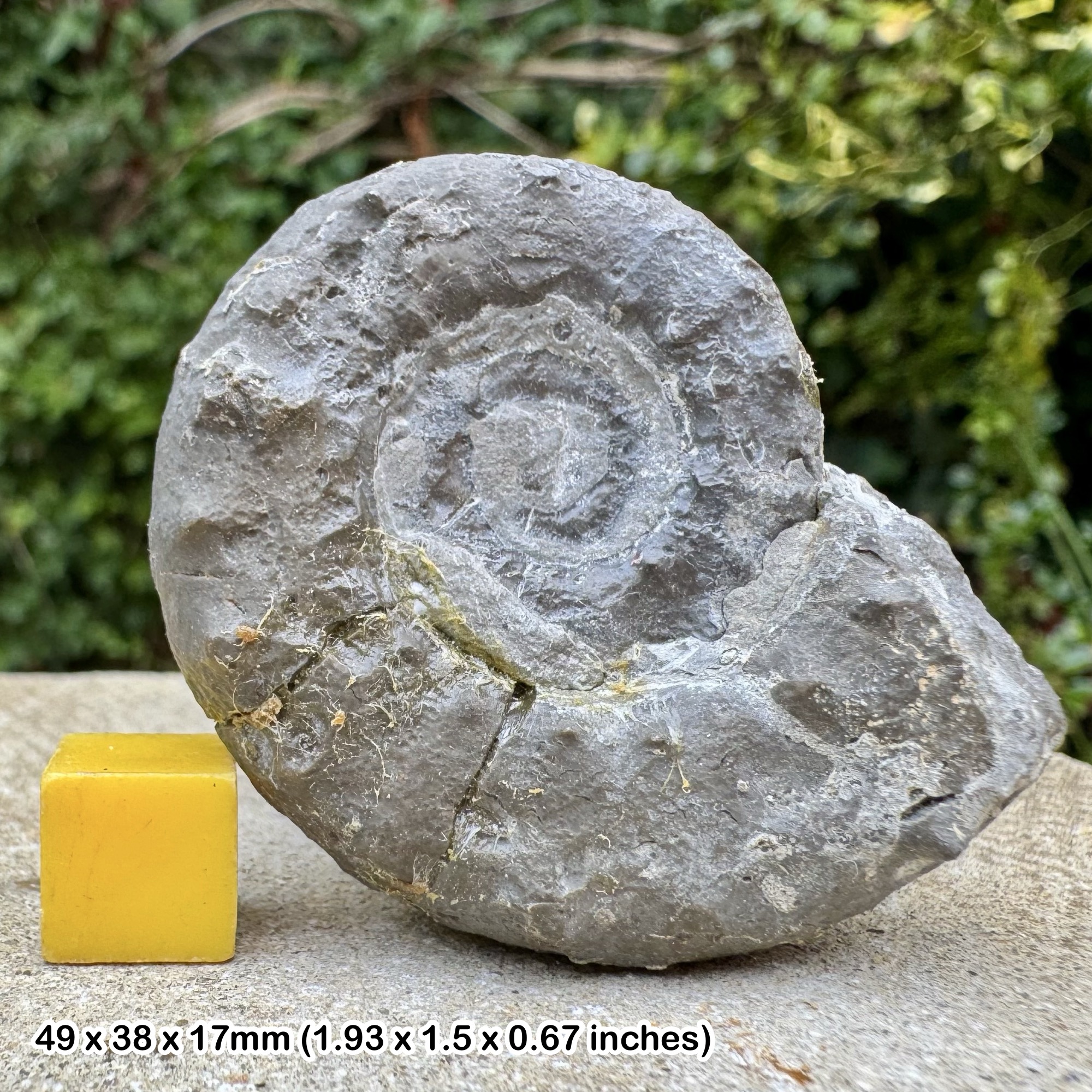 Fossil Ammonite Crucilobiceras crucilobatum Upper Sinemurian Jurassic France Authentic