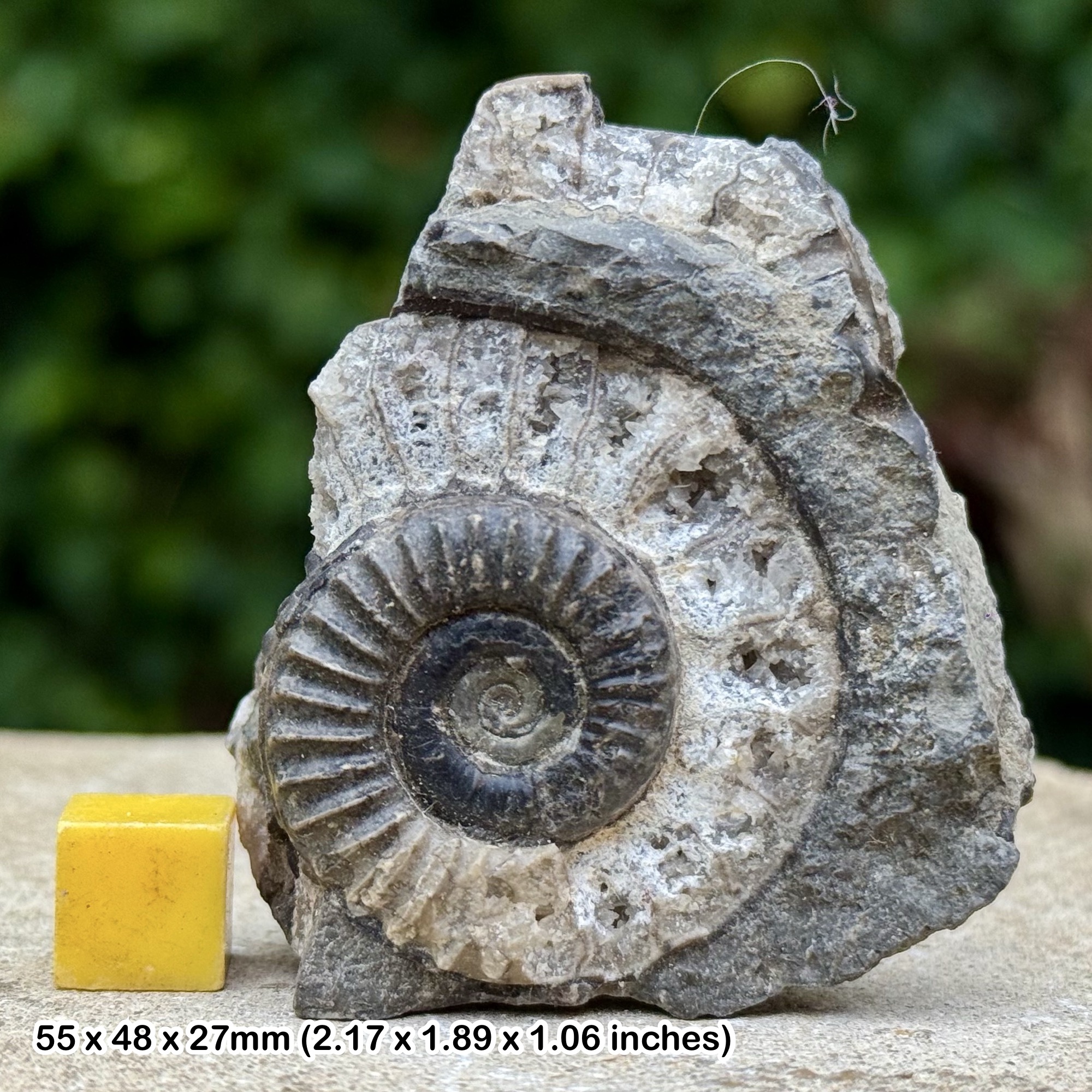 Fossil Ammonite Crucilobiceras crucilobatum Upper Sinemurian Jurassic Whitby UK Authentic