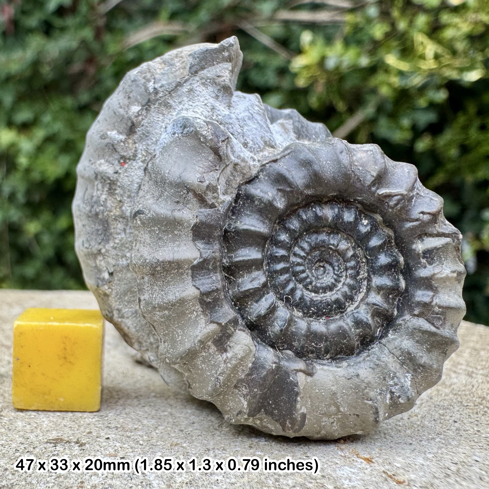 Fossil Ammonite Gagaticeras gagateanum Upper Sinemurian Jurassic Robinhoods Bay UK