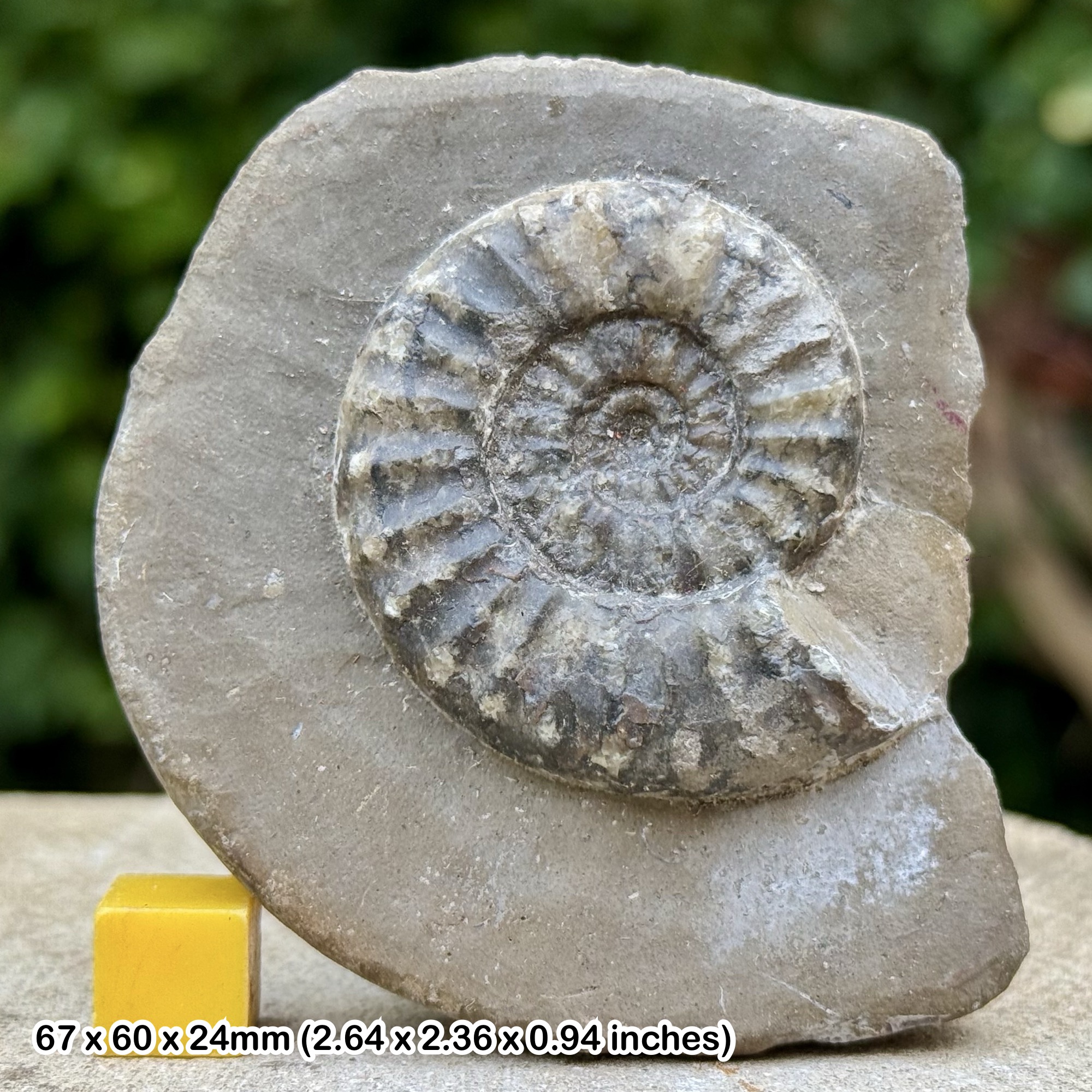 VERY RARE Fossil Ammonite Coroniceras valdanifractum Lower Sinemurian Jurassic Redcar UK