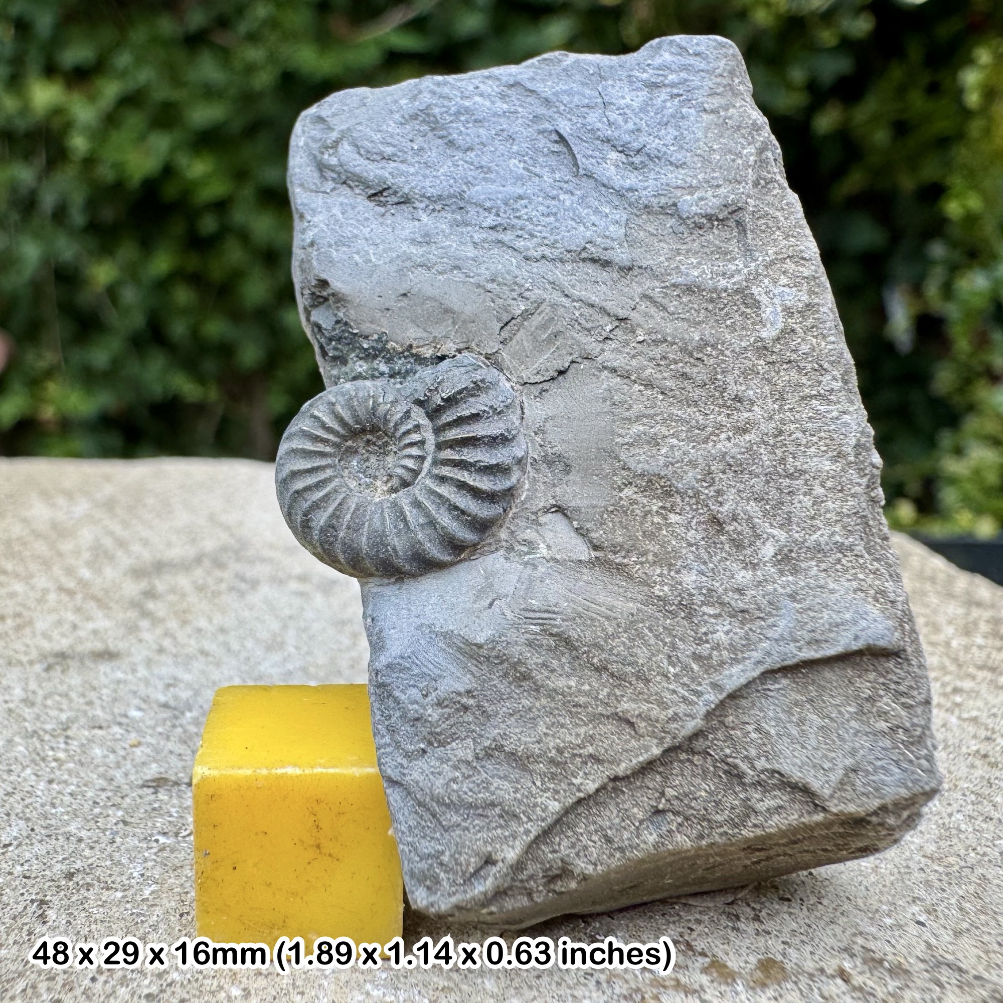 Fossil Ammonite Arnioceras kridioides Lower Sinemurian Jurassic France Genuine Specimen