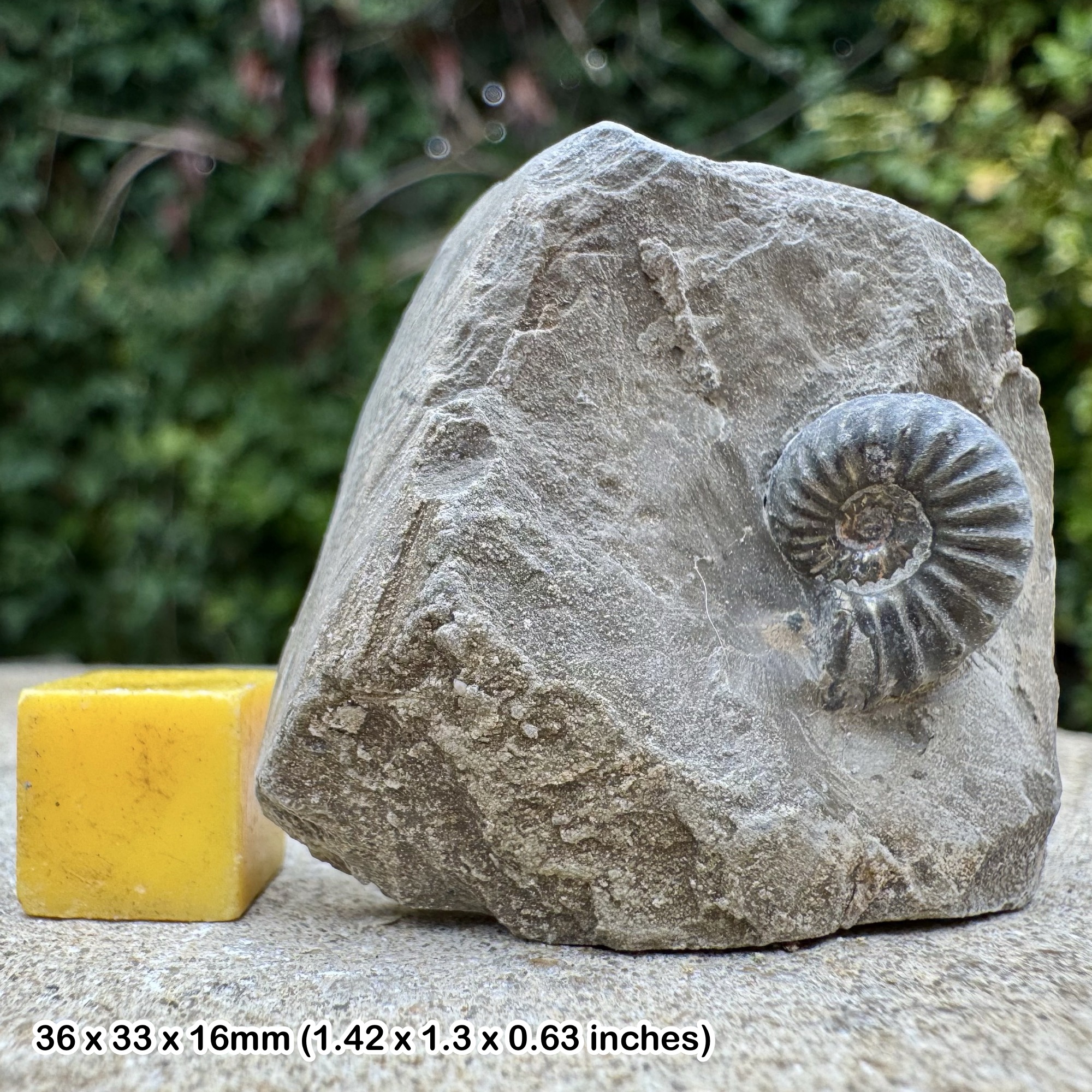 Fossil Ammonite Arnioceras kridioides Lower Sinemurian Jurassic France Genuine Specimen