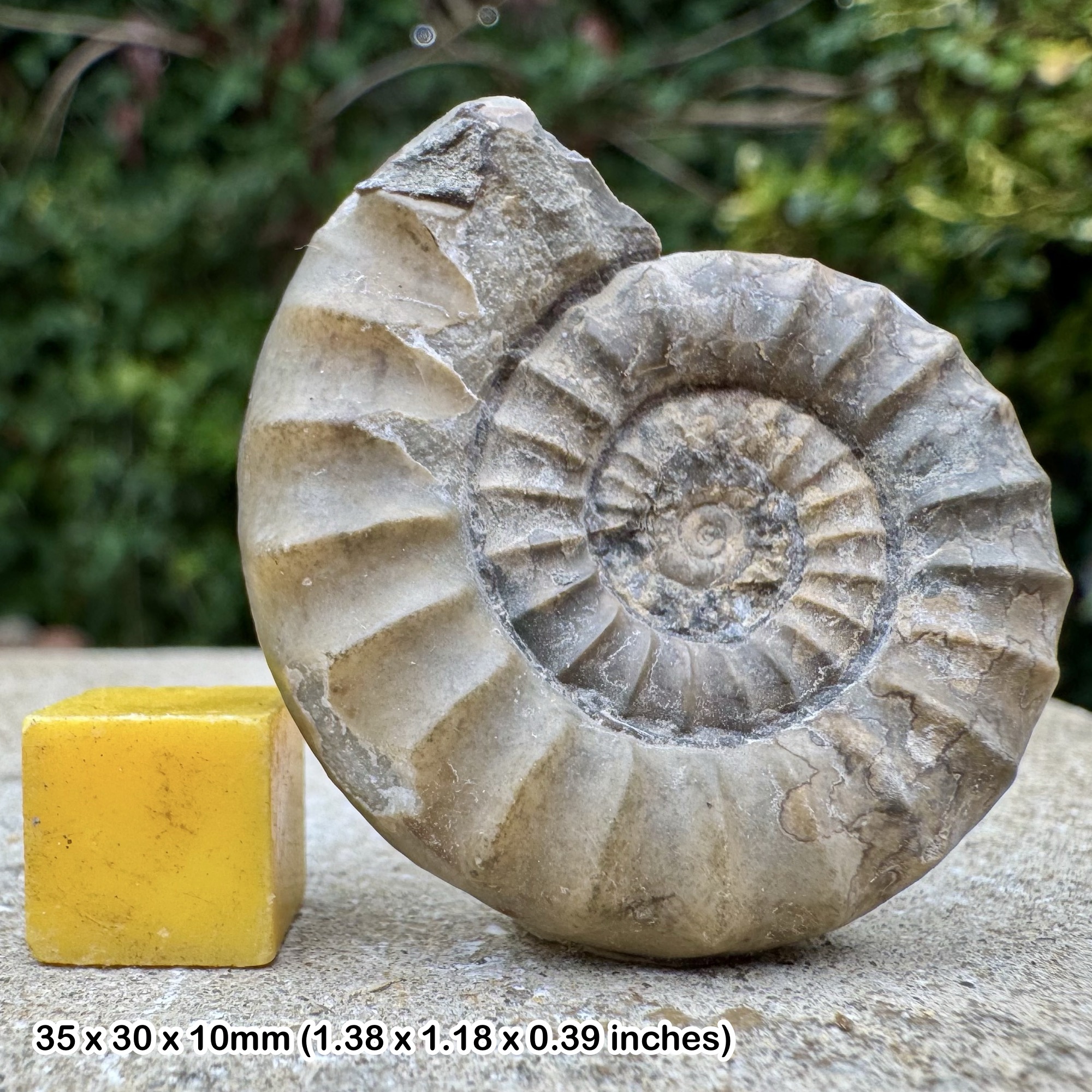 Fossil Ammonite Arnioceras kridioides Upper Sinemurian Jurassic Robinhoods Bay UK