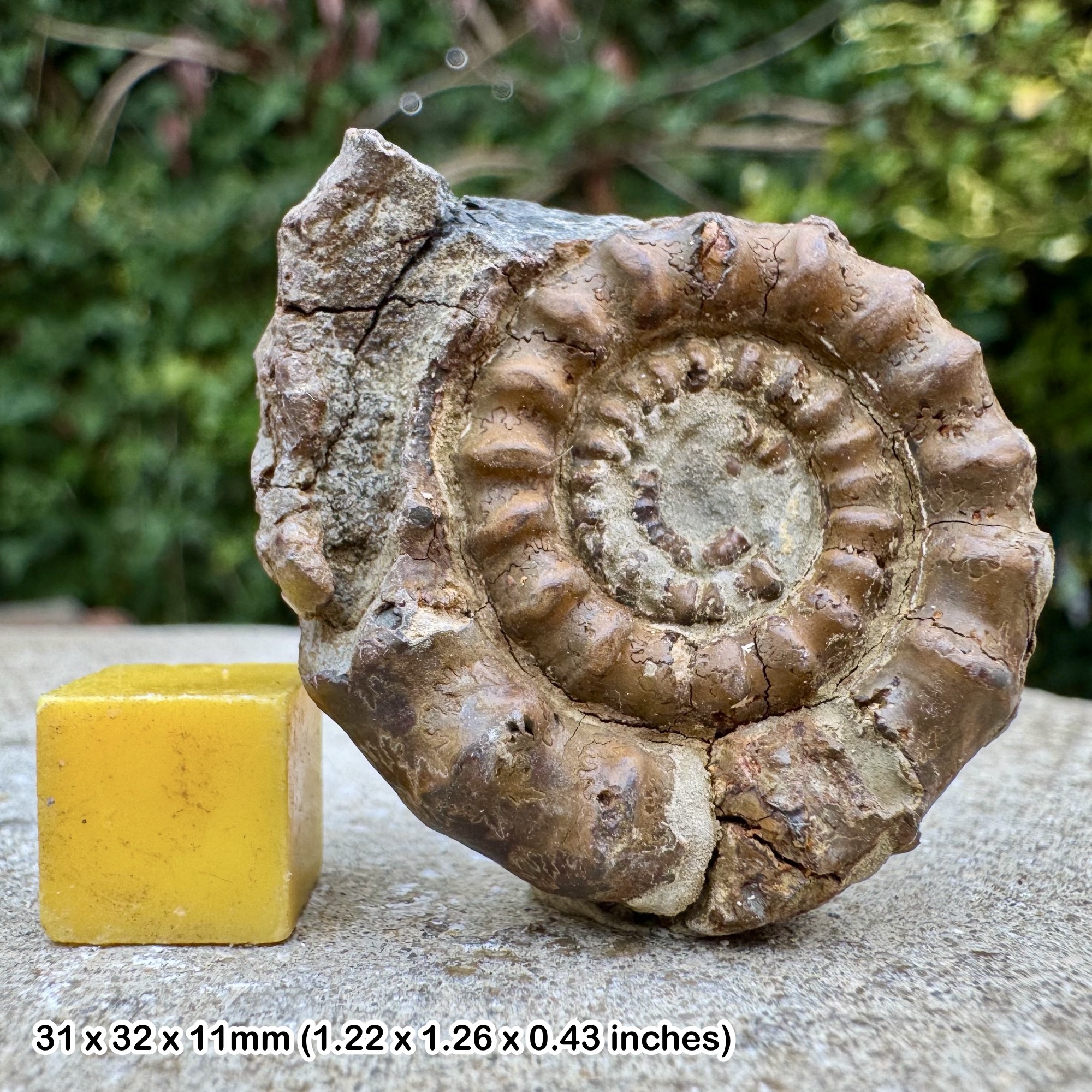 Fossil Ammonite Gagaticeras funiculatum Upper Sinemurian Jurassic Robinhoods Bay UK