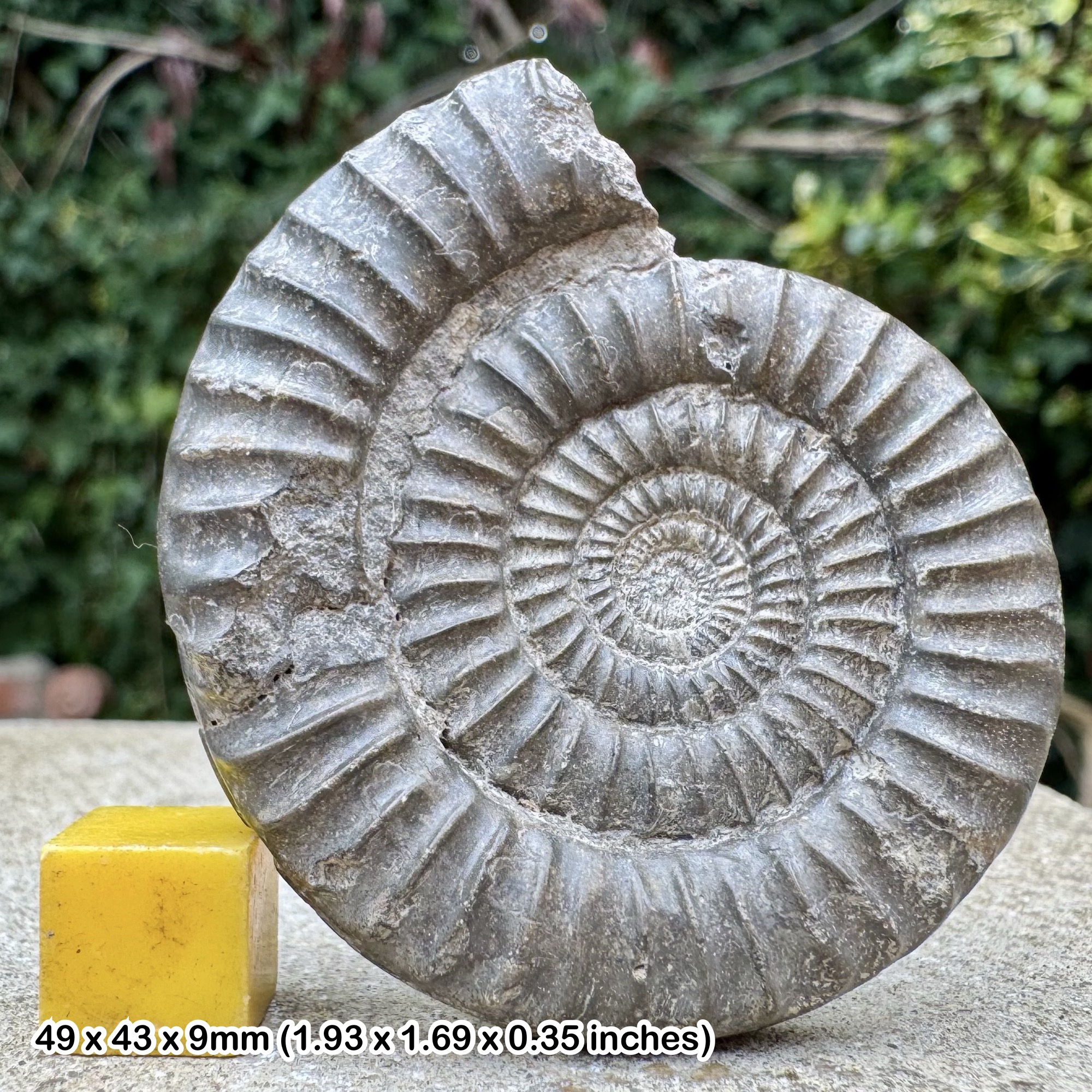 RARE Paltechioceras tardecrescens Ammonite Fossil Upper Sinemurian Jurassic Radstock UK