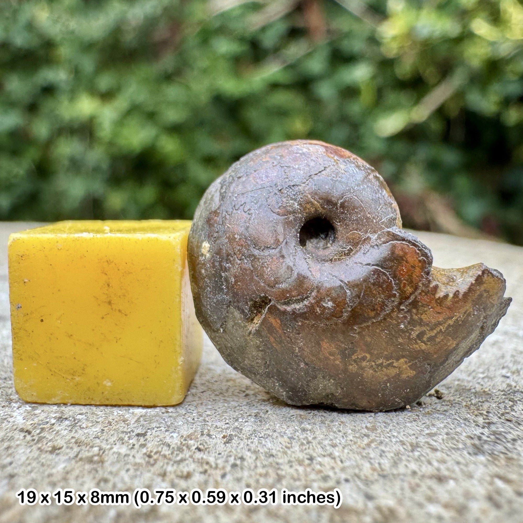 Fossil Ammonite Paroniceras sternale Upper Toarcian Jurassic Le Clapier France