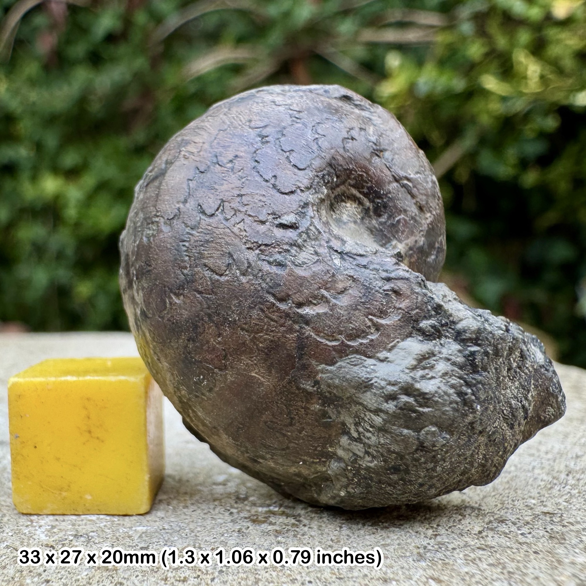 Ammonites sternalis Fossil Ammonite Middle Toarcian Jurassic Colnus Aveyron France