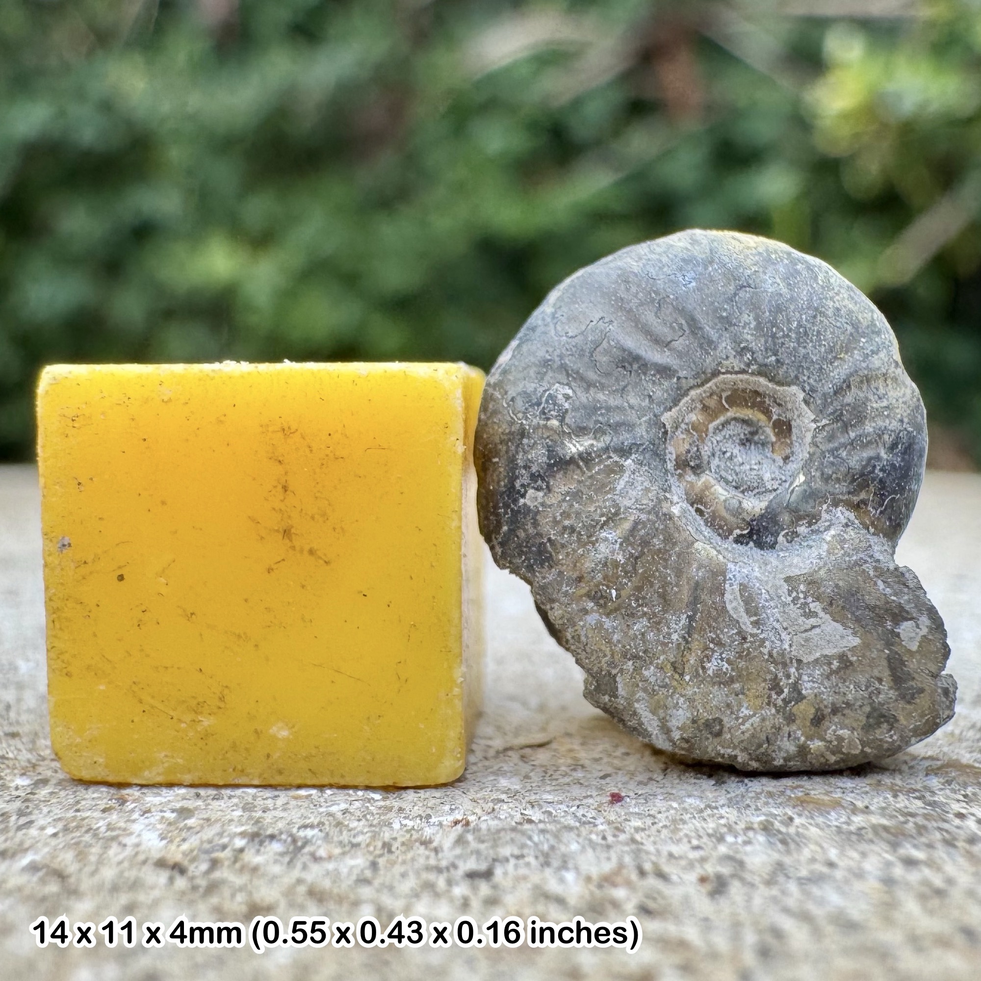 Golden Pyrite Fossil Ammonite Cheltonia accipitris Sinemurian Jurassic Bishops Cleeve UK