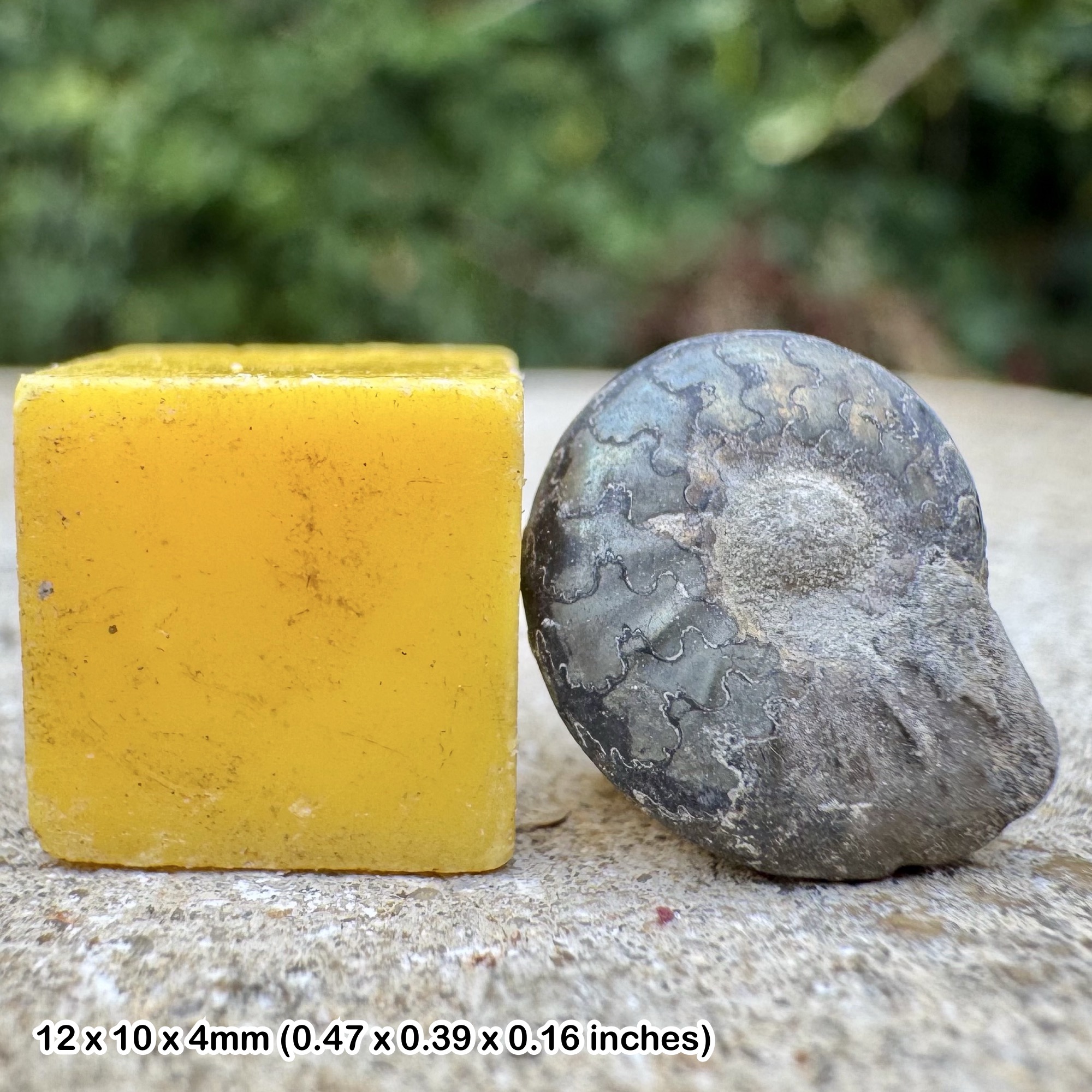 Golden Pyrite Fossil Ammonite Cheltonia accipitris Sinemurian Jurassic Bishops Cleeve UK