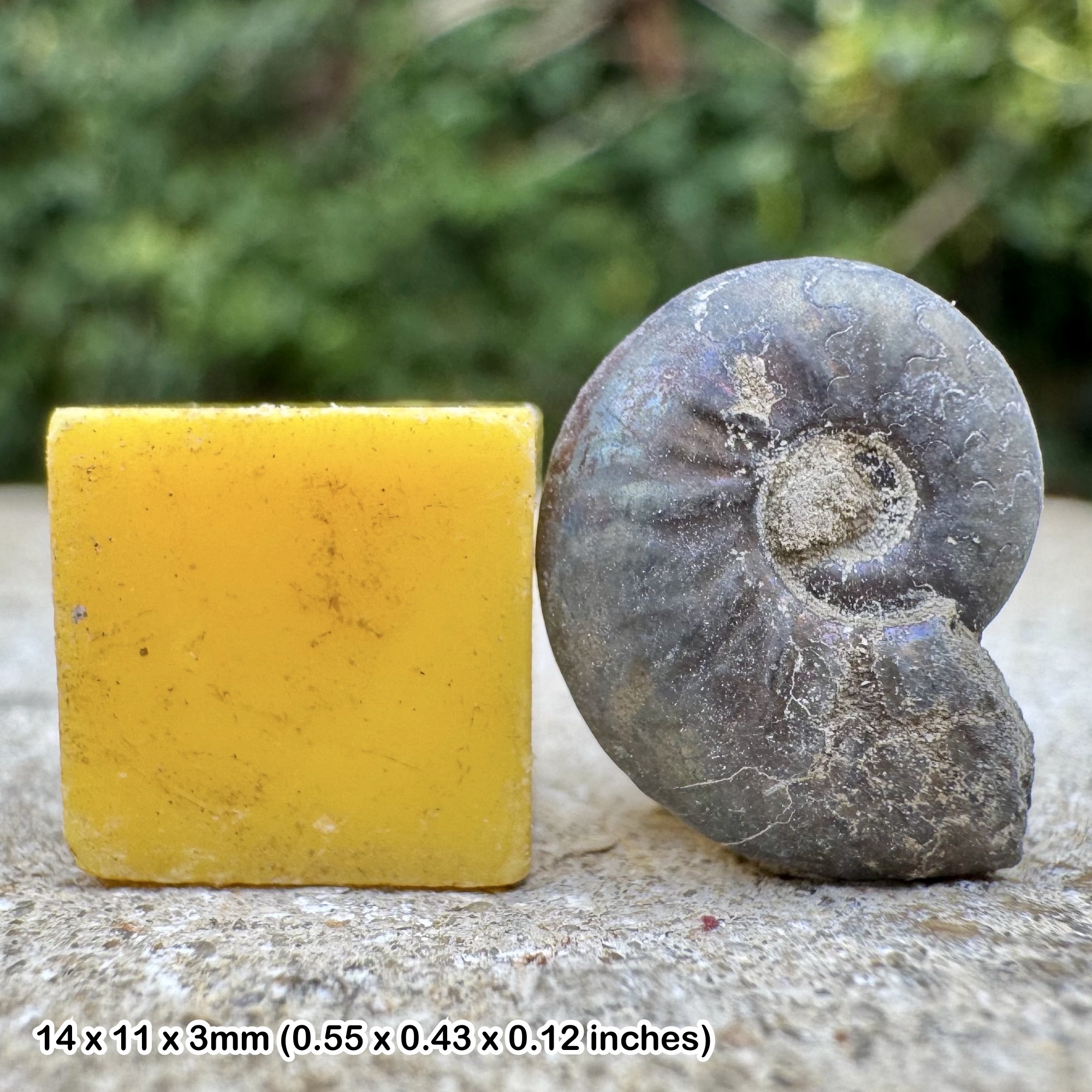 Golden Pyrite Fossil Ammonite Cheltonia accipitris Sinemurian Jurassic Bishops Cleeve UK