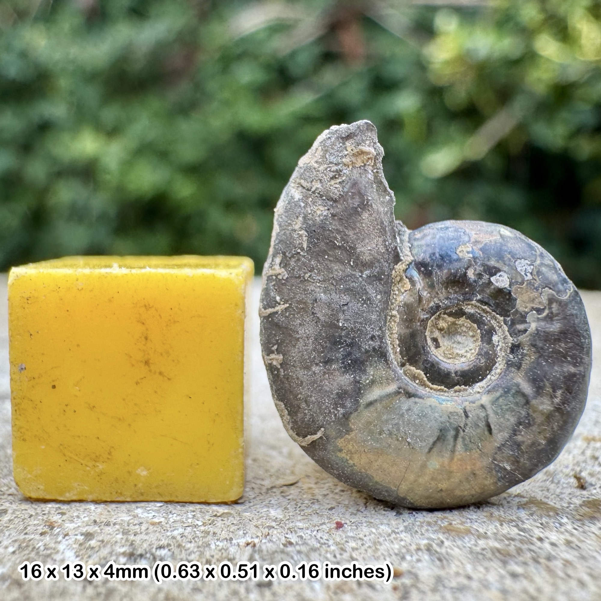 Golden Pyrite Fossil Ammonite Cheltonia accipitris Sinemurian Jurassic Bishops Cleeve UK